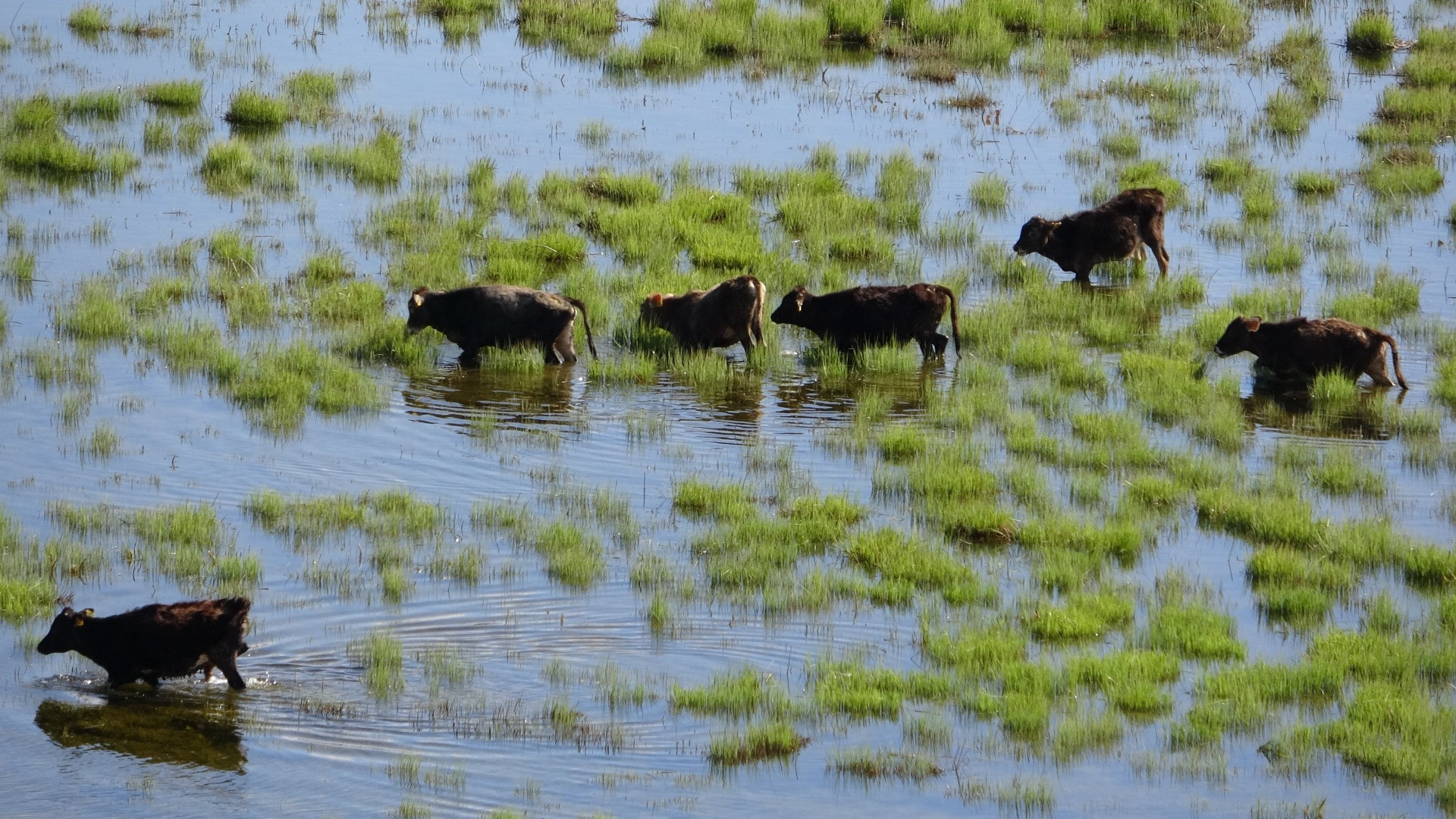 Hakkari'de Afrika'yı aratmayan görüntüler - Resim: 30