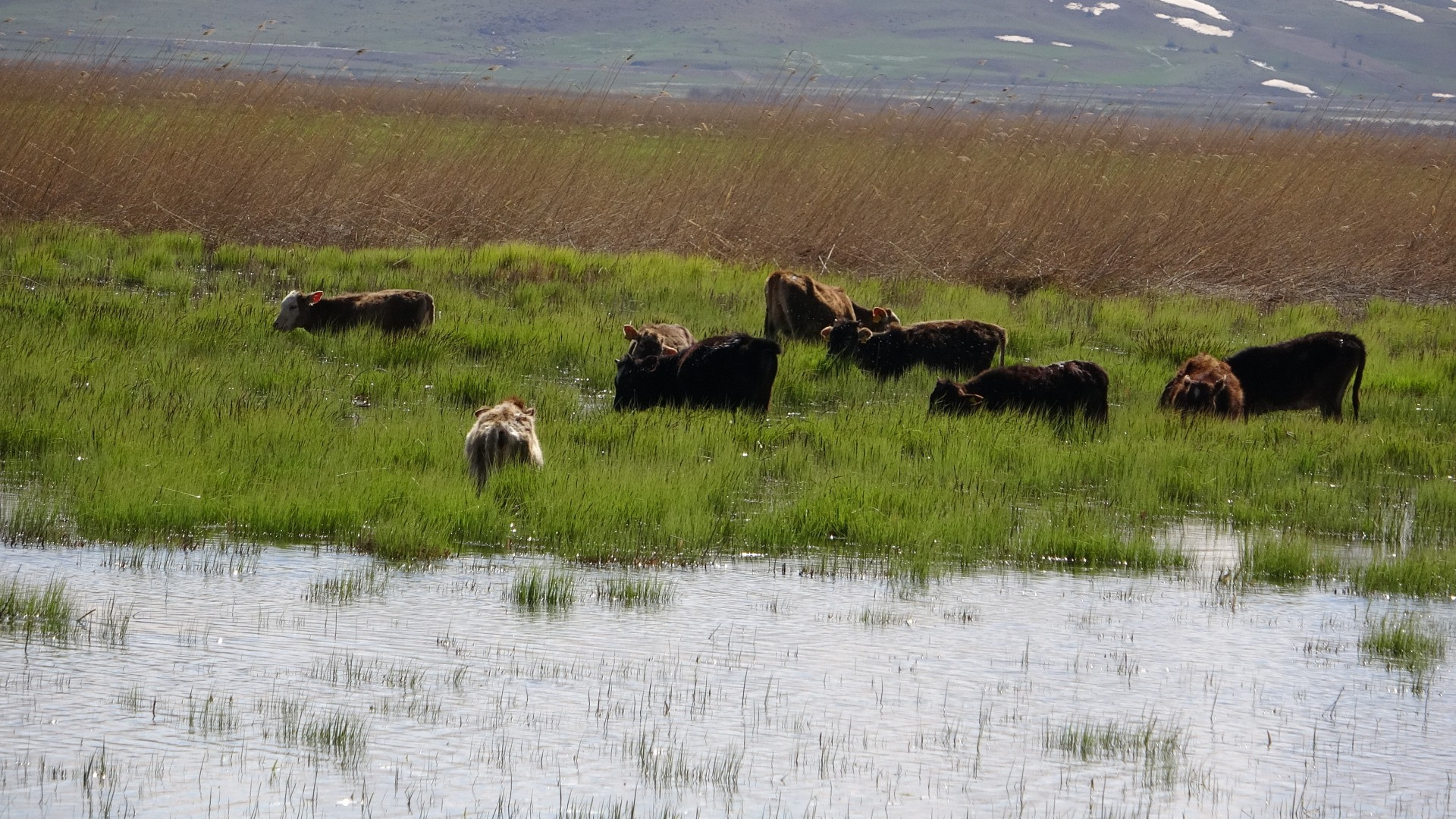 Hakkari'de Afrika'yı aratmayan görüntüler - Resim: 22