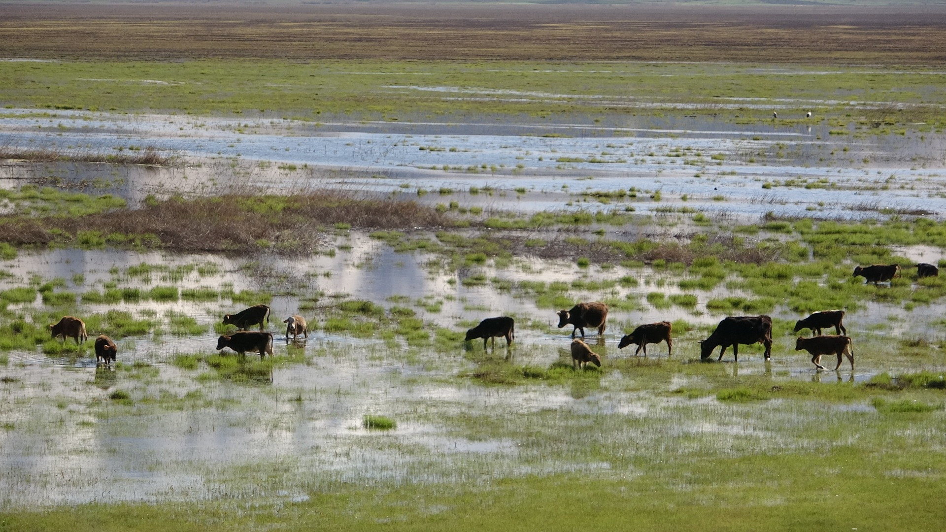 Hakkari'de Afrika'yı aratmayan görüntüler - Resim: 1