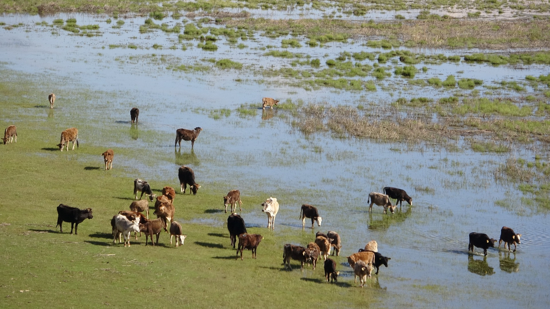Hakkari'de Afrika'yı aratmayan görüntüler - Resim: 3