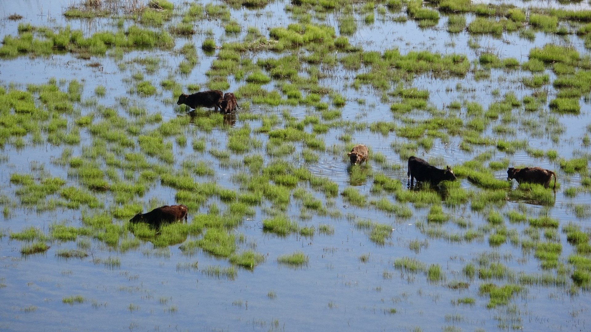 Hakkari'de Afrika'yı aratmayan görüntüler - Resim: 4
