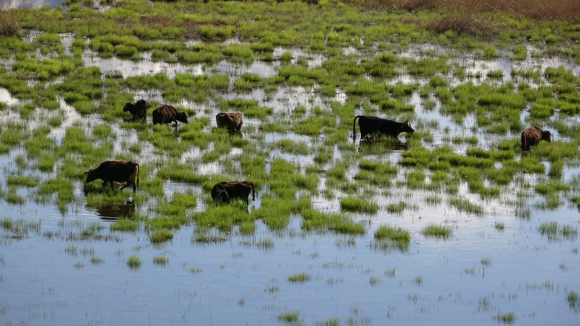 Hakkari'de Afrika'yı aratmayan görüntüler - Resim: 8