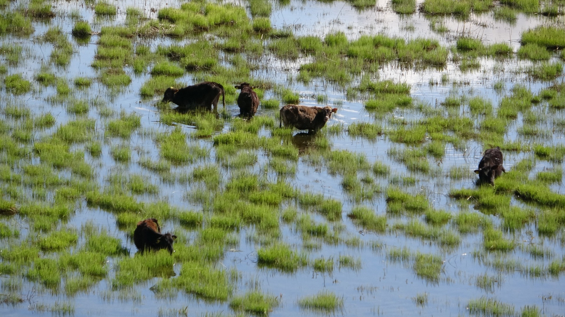 Hakkari'de Afrika'yı aratmayan görüntüler - Resim: 6