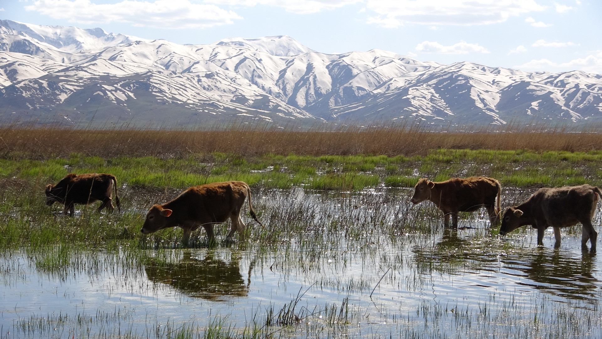 Hakkari'de Afrika'yı aratmayan görüntüler - Resim: 12