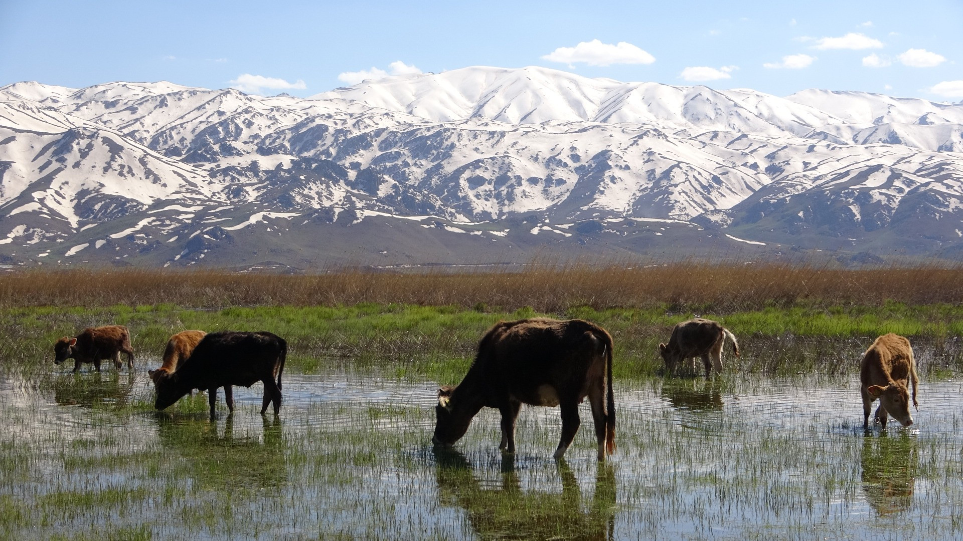 Hakkari'de Afrika'yı aratmayan görüntüler - Resim: 10