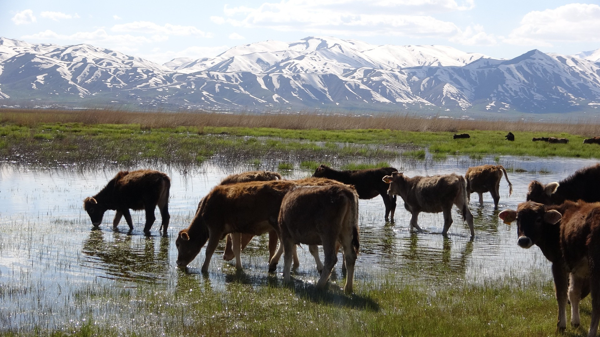 Hakkari'de Afrika'yı aratmayan görüntüler - Resim: 14