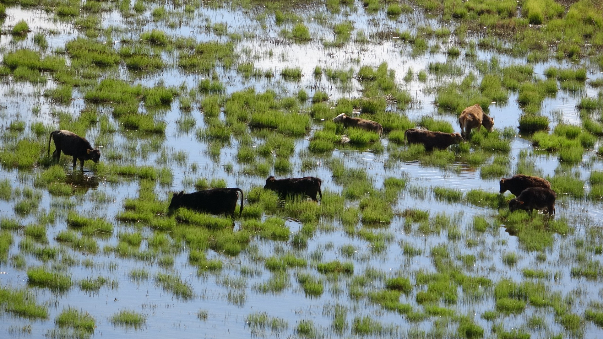 Hakkari'de Afrika'yı aratmayan görüntüler - Resim: 26