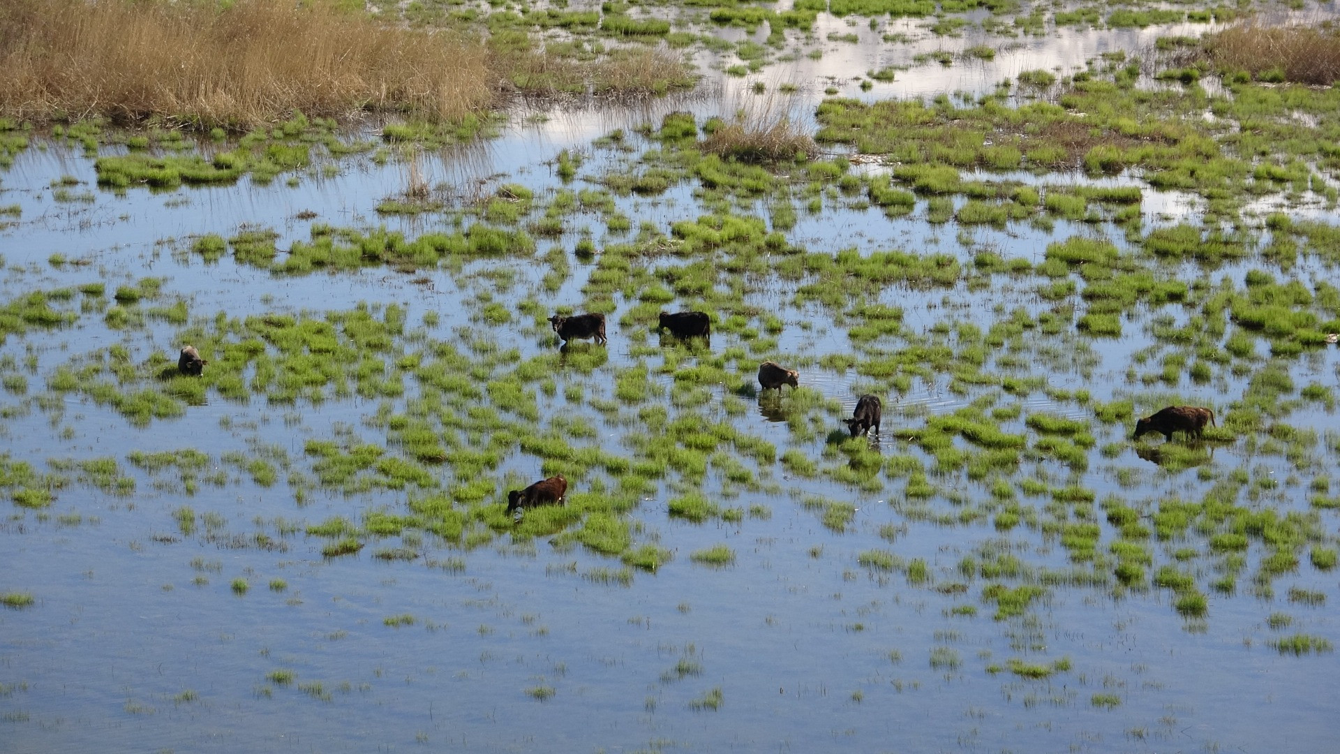 Hakkari'de Afrika'yı aratmayan görüntüler - Resim: 5