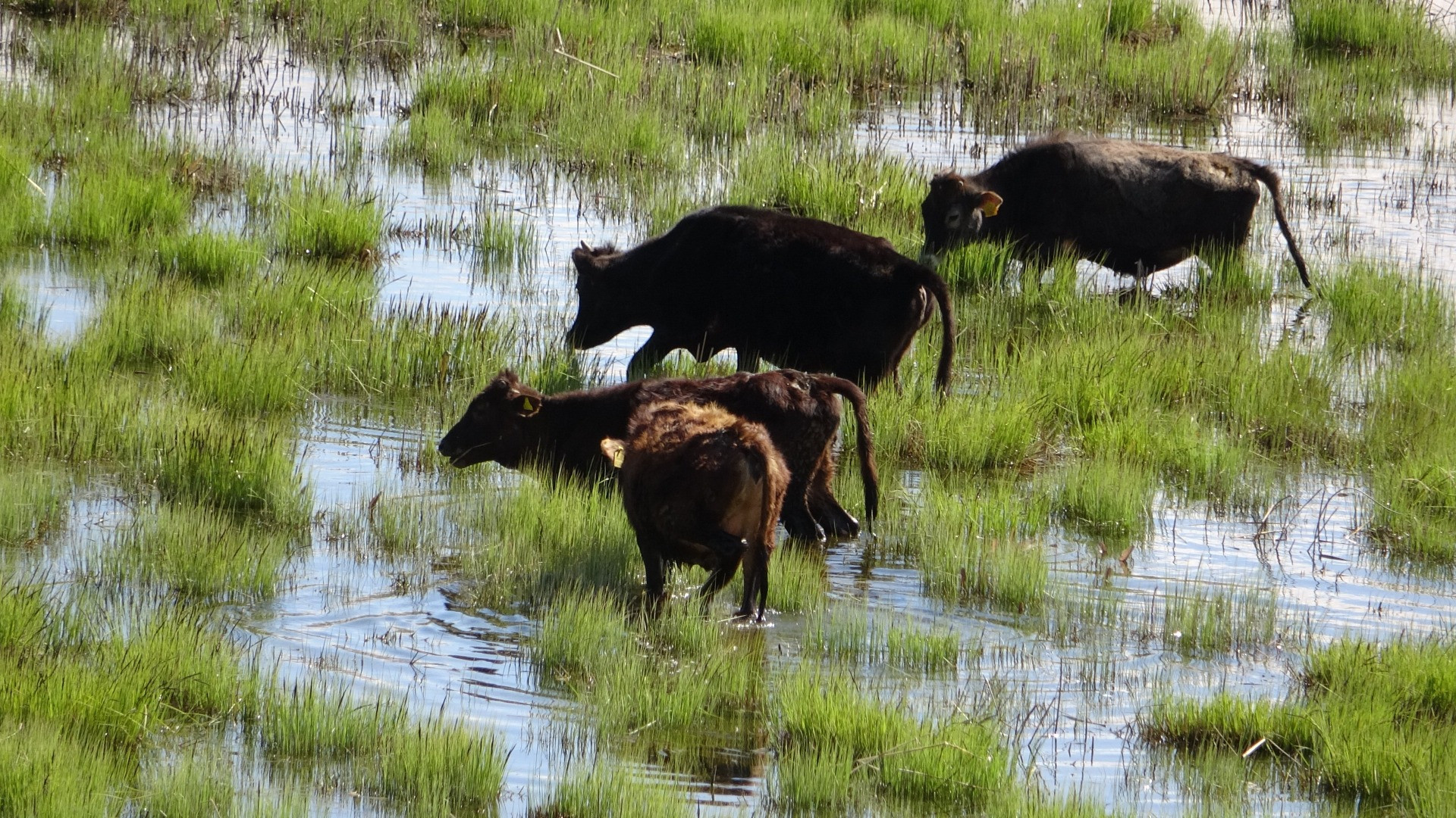 Hakkari'de Afrika'yı aratmayan görüntüler - Resim: 17