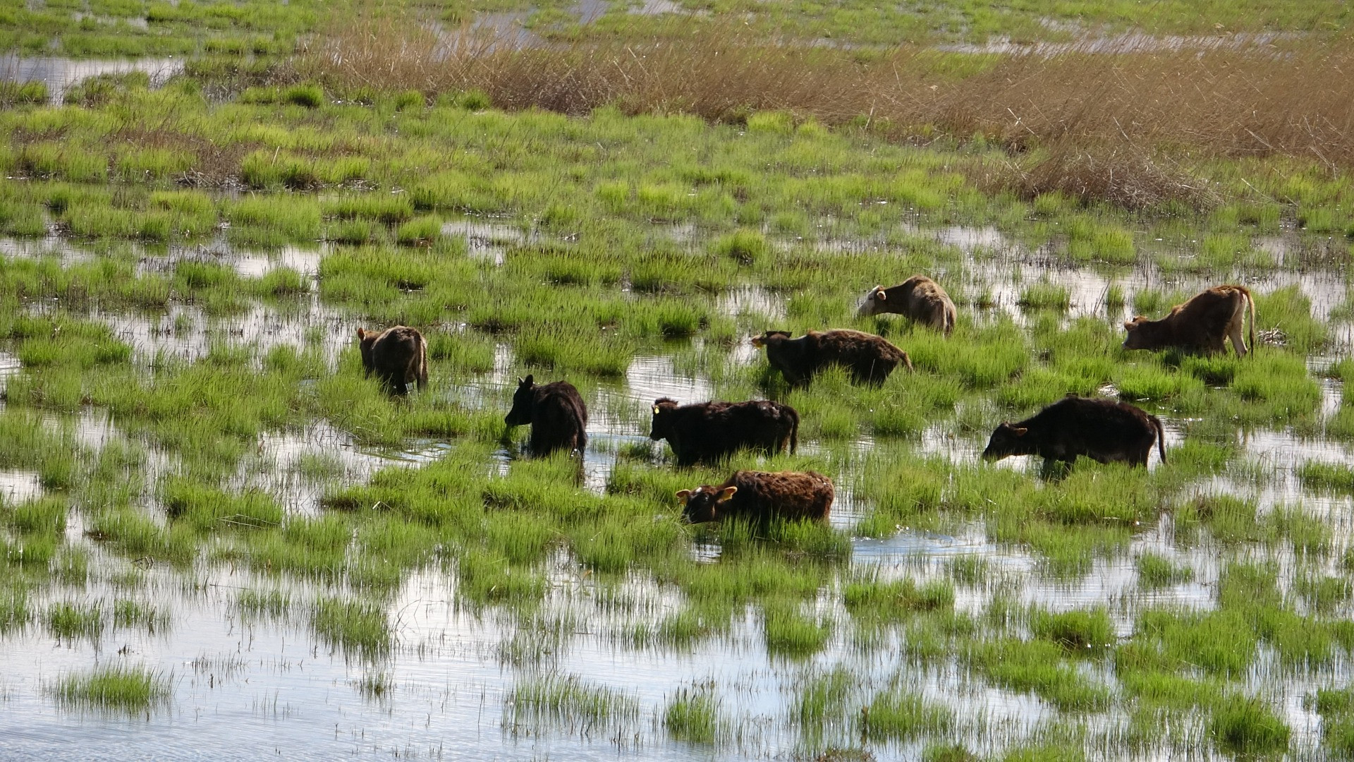Hakkari'de Afrika'yı aratmayan görüntüler - Resim: 19