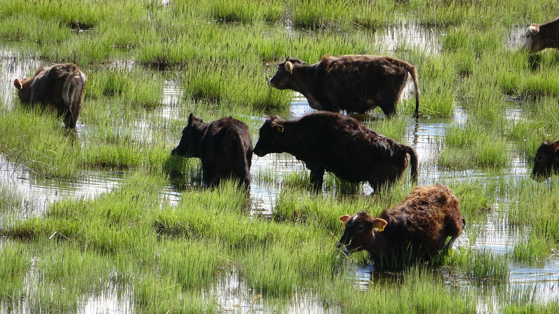 Hakkari'de Afrika'yı aratmayan görüntüler - Resim: 29