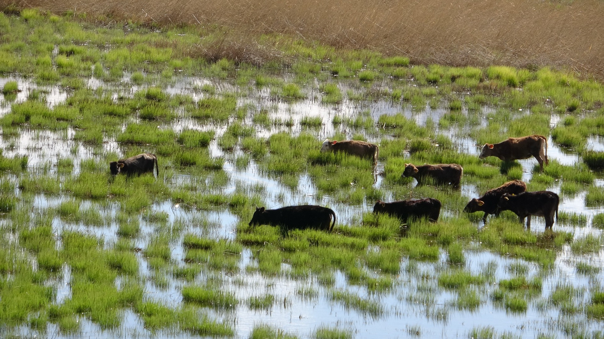 Hakkari'de Afrika'yı aratmayan görüntüler - Resim: 24