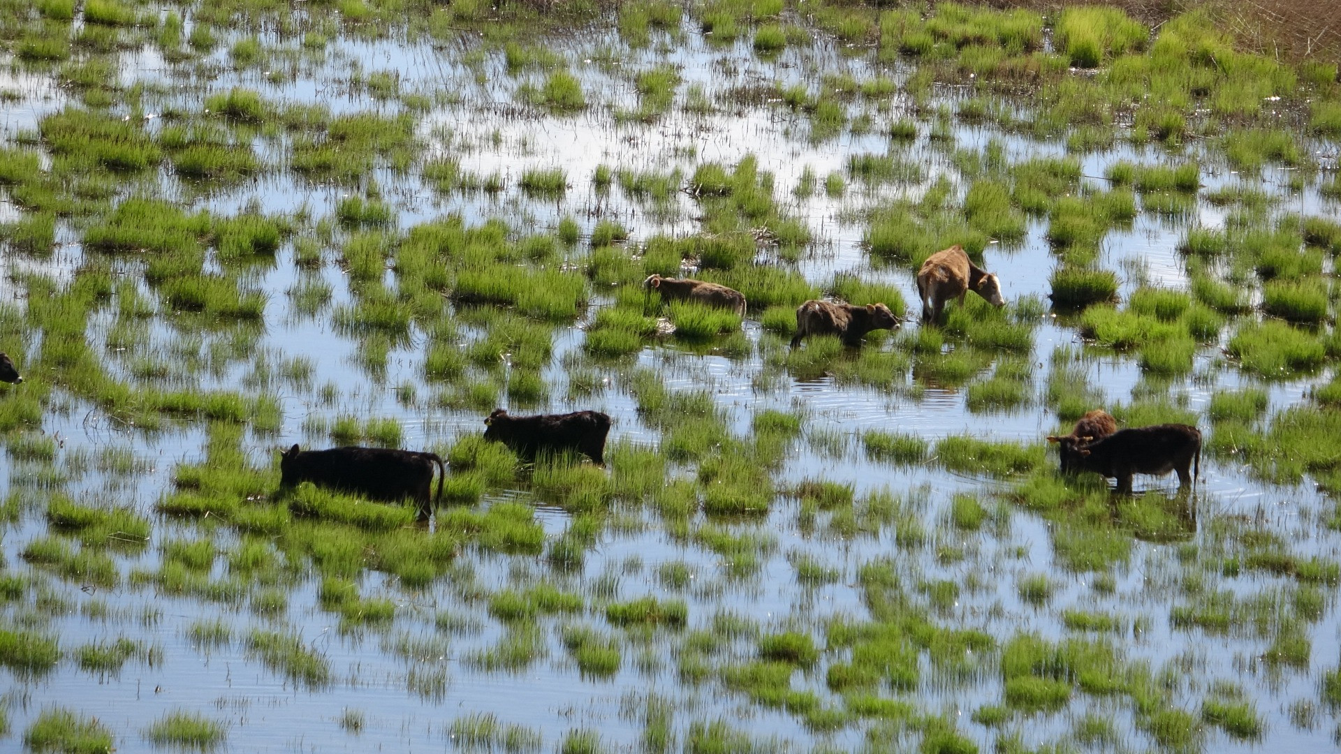 Hakkari'de Afrika'yı aratmayan görüntüler - Resim: 27