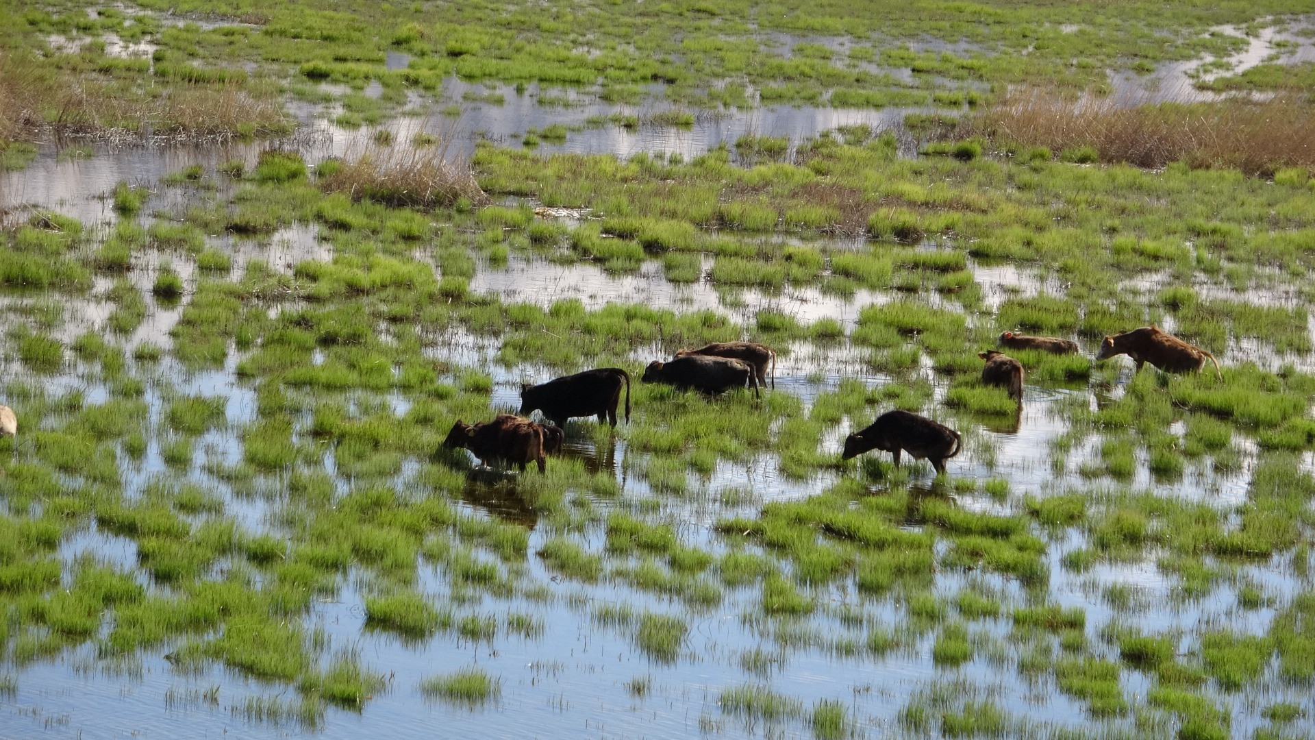 Hakkari'de Afrika'yı aratmayan görüntüler - Resim: 16