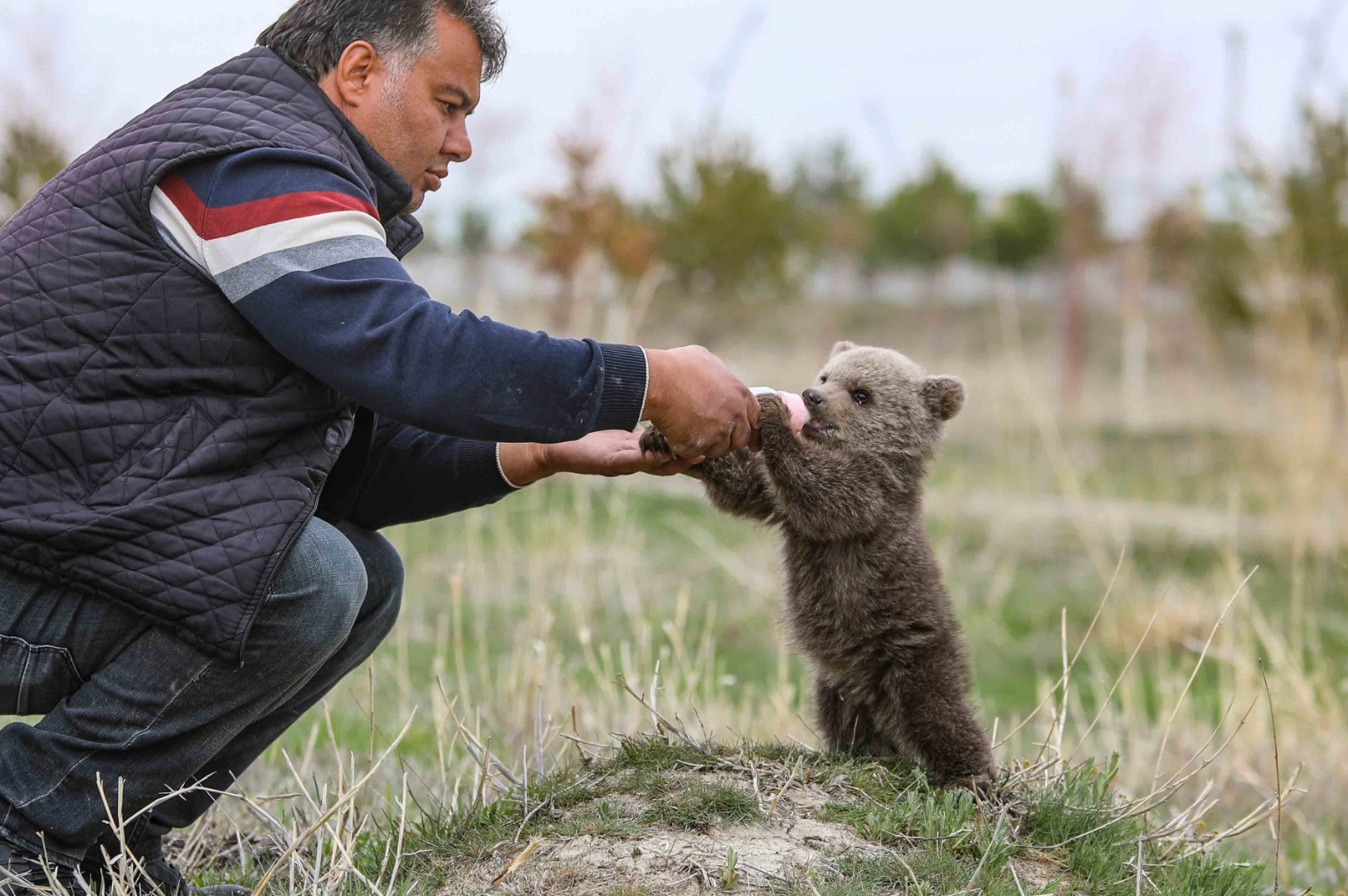 Annesinden ayrı düşen ayı yavrusunu biberonla besliyorlar - Resim: 9