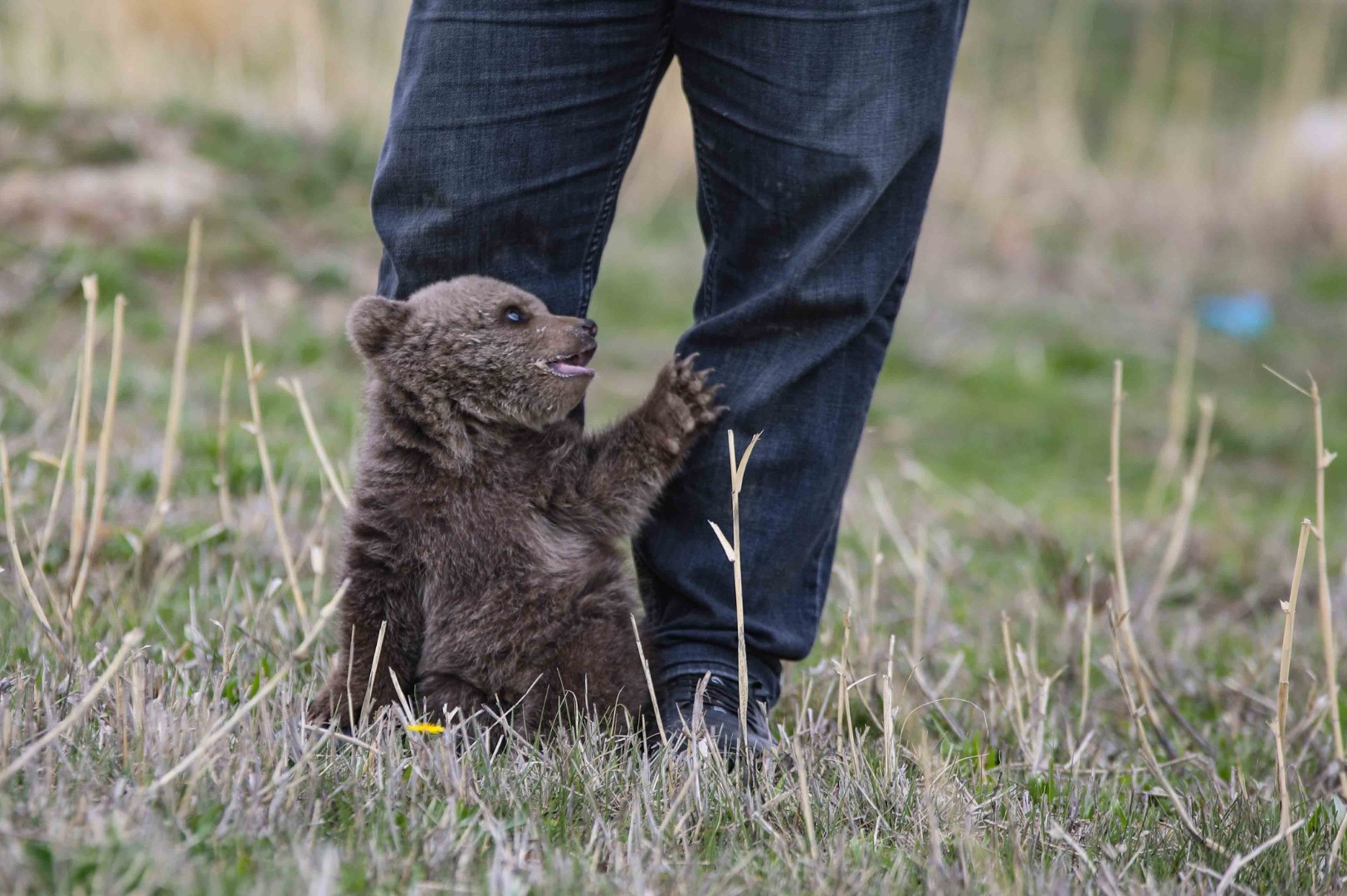 Annesinden ayrı düşen ayı yavrusunu biberonla besliyorlar - Resim: 3