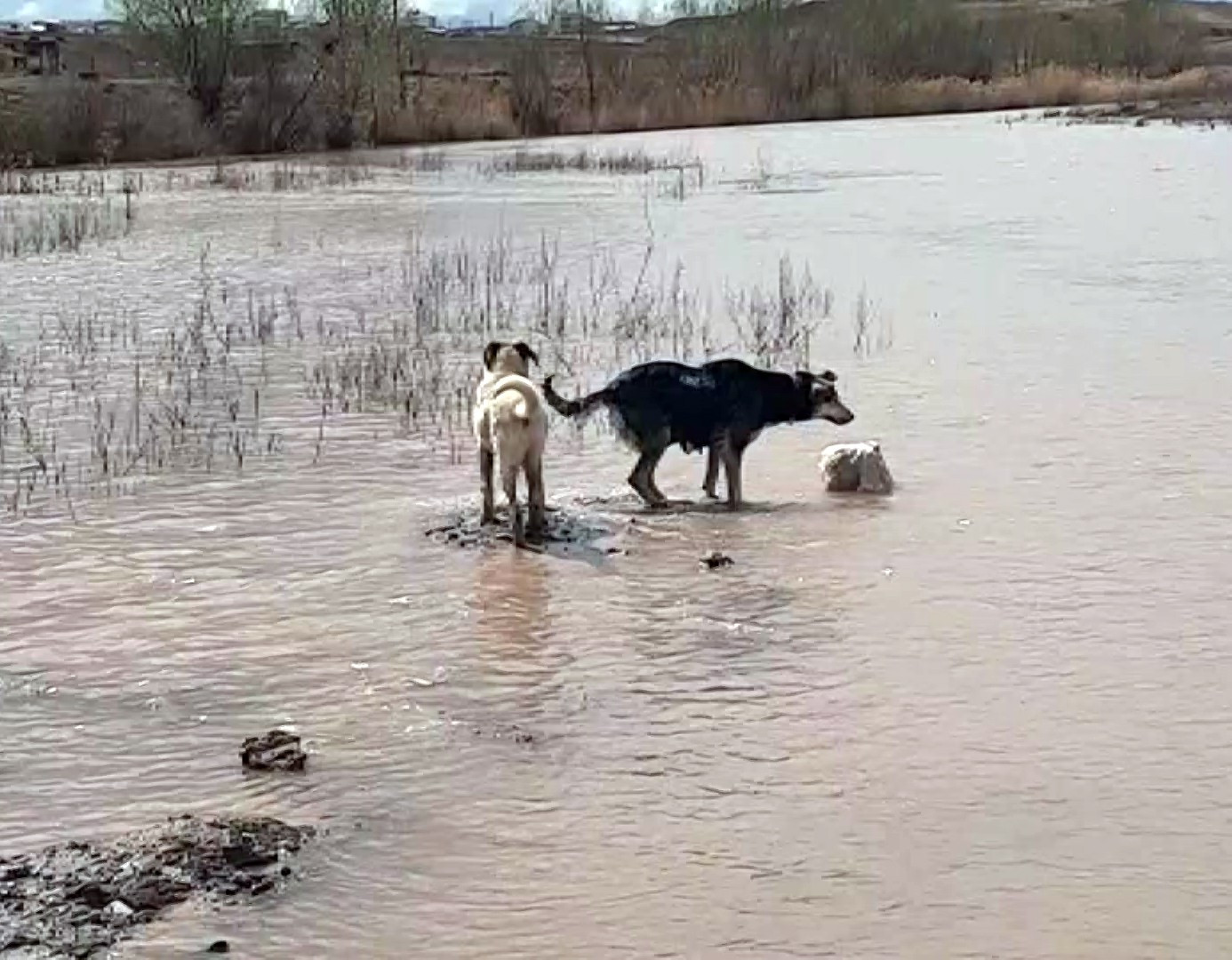 Ölen yavrularını arayan köpekler görenleri duygulandırdı - Resim: 1