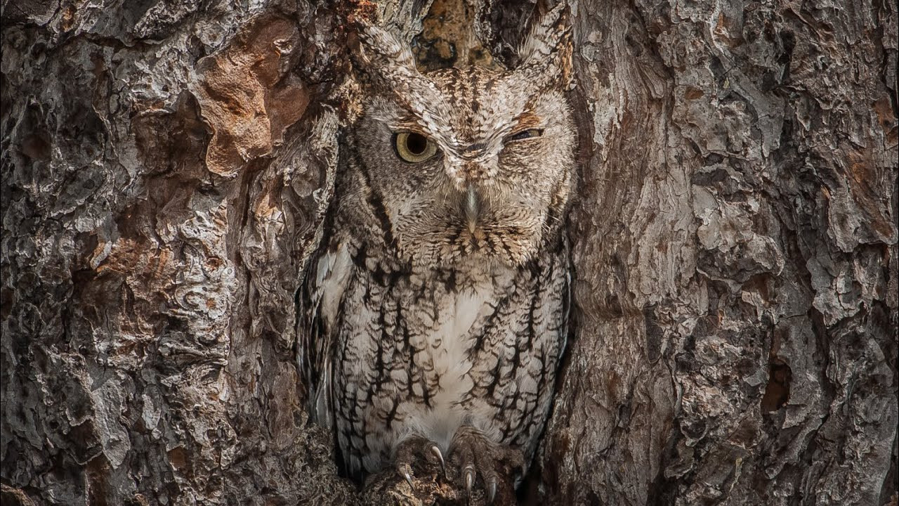 Baykuşlar hakkında duyunca çok şaşıracağınız bilgiler - Resim: 6