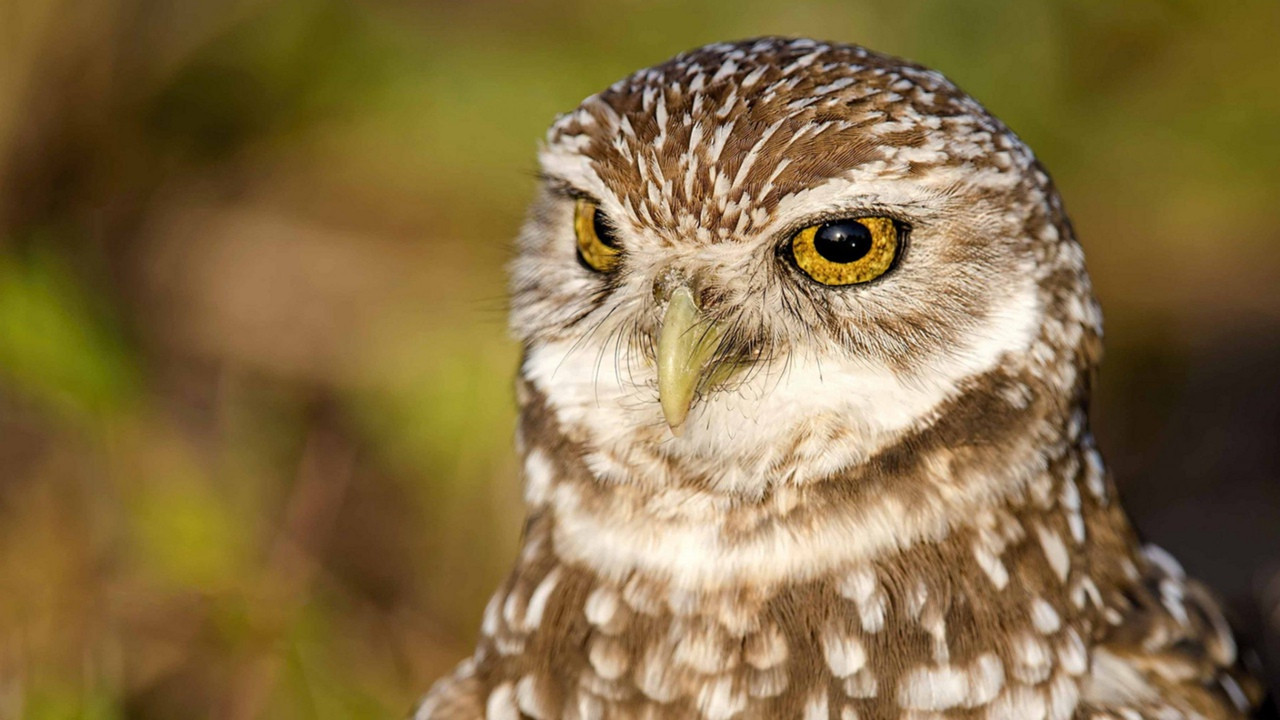 Baykuşlar hakkında duyunca çok şaşıracağınız bilgiler - Resim: 5