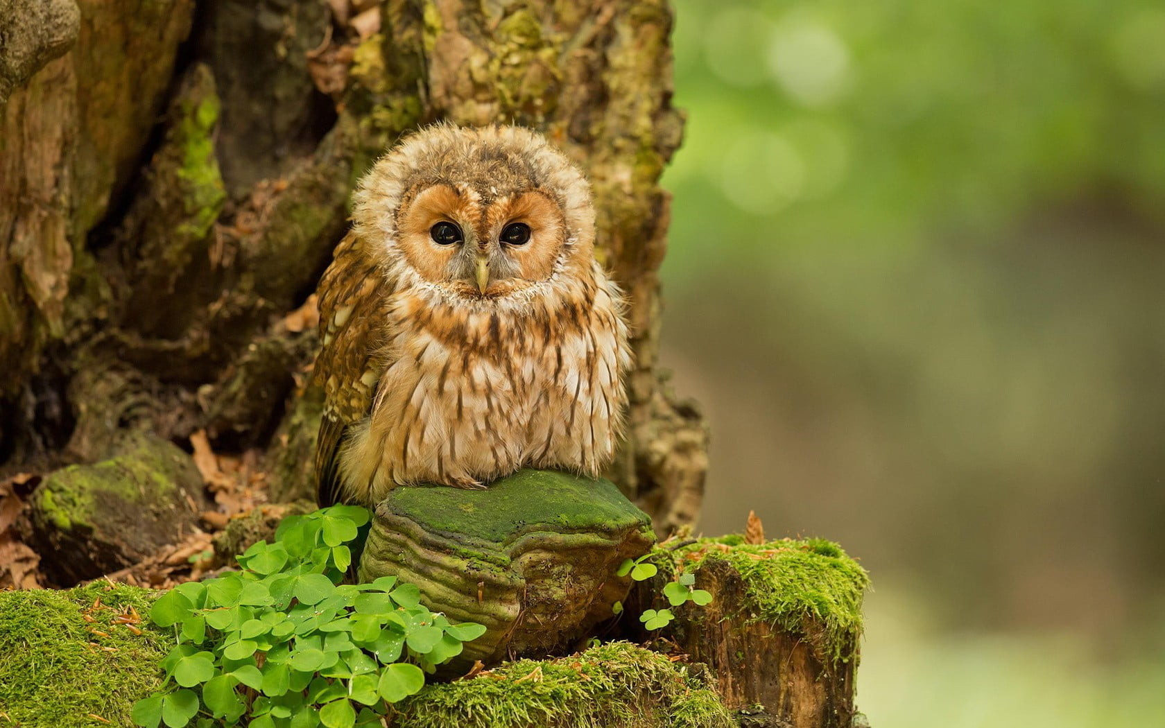 Baykuşlar hakkında duyunca çok şaşıracağınız bilgiler - Resim: 2