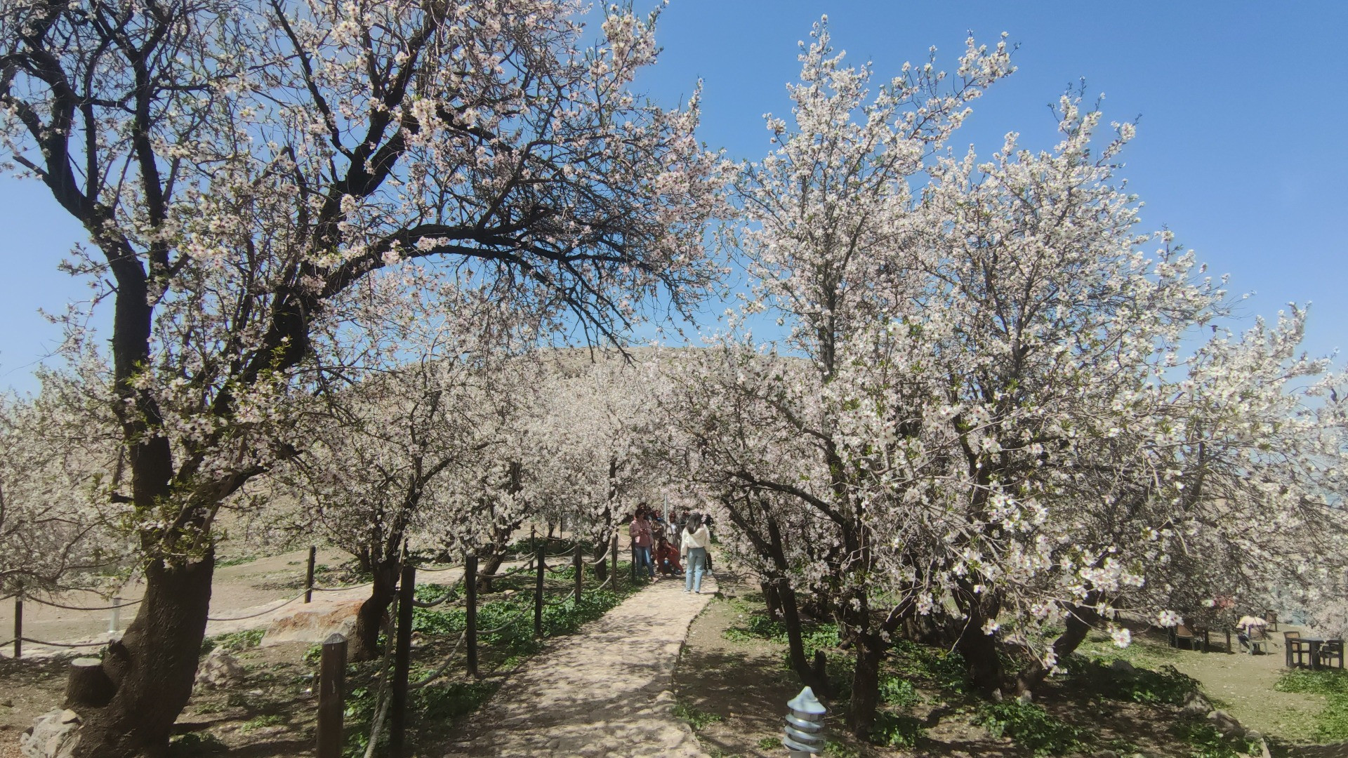 Akdamar Adası'nda ilkbahar güzelliği - Resim: 9