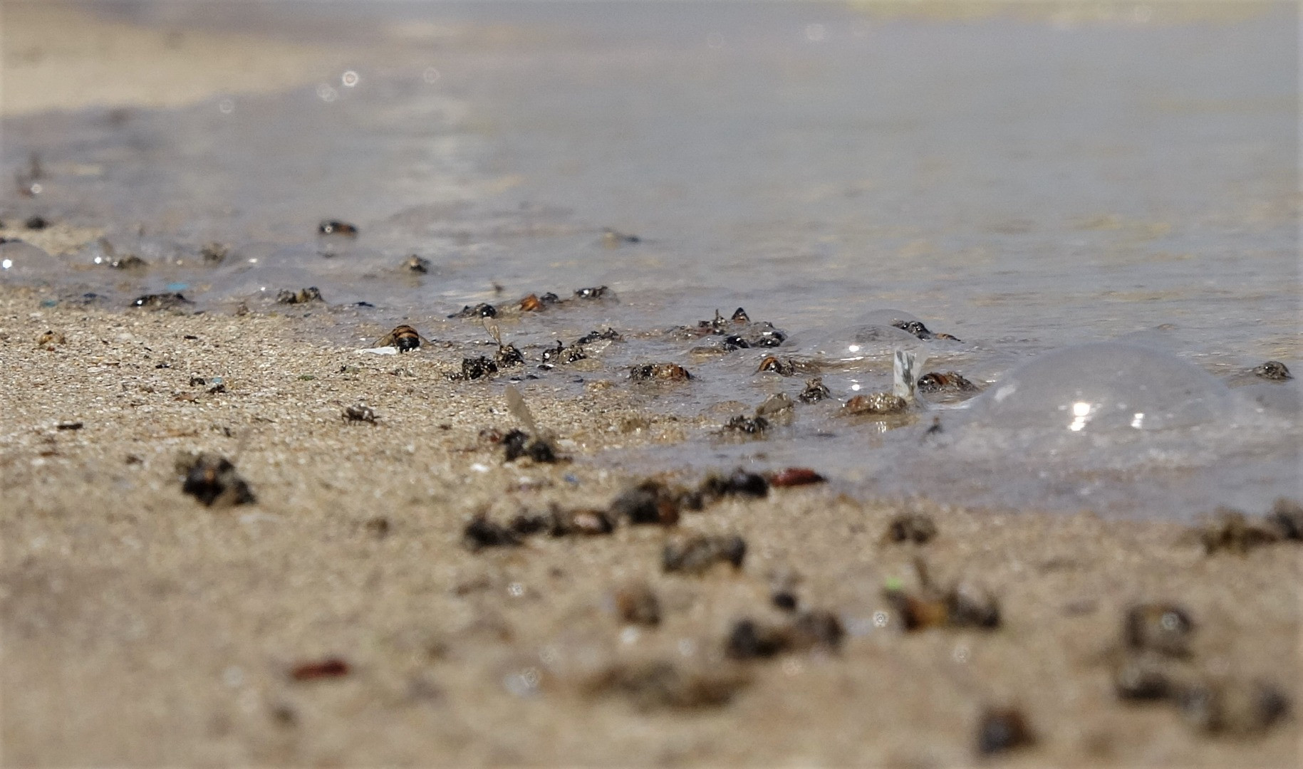 Mersin'de korkutan görüntü: Kızkalesi sahili başta olmak üzere birçok bölgede sahil sarıya büründü, binlerce arı telef oldu - Resim: 10