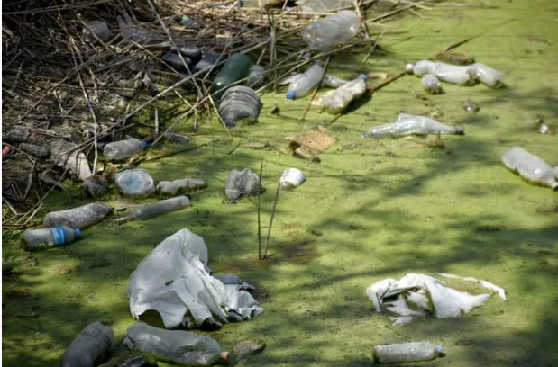 Bayır deresi öyle pis ki içinde at ölüsü bile var - Resim: 8