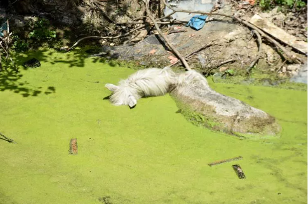 Bayır deresi öyle pis ki içinde at ölüsü bile var - Resim: 6