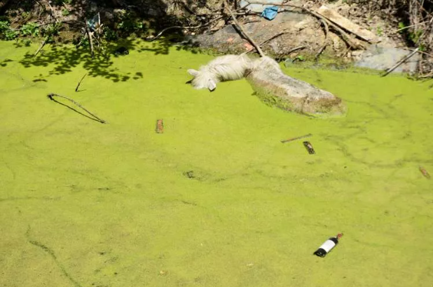 Bayır deresi öyle pis ki içinde at ölüsü bile var - Resim: 4