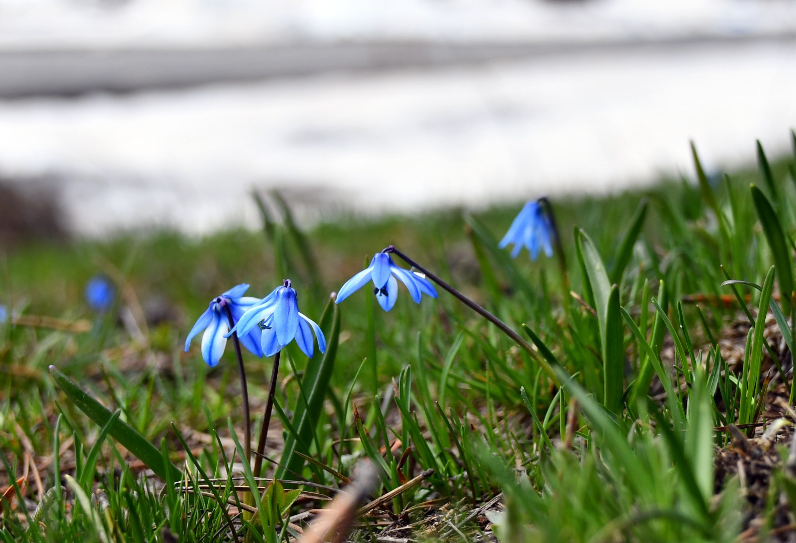 Görenler hayret ediyor. Sarıkamış'ta aynı anda iki mevsim - Resim: 2