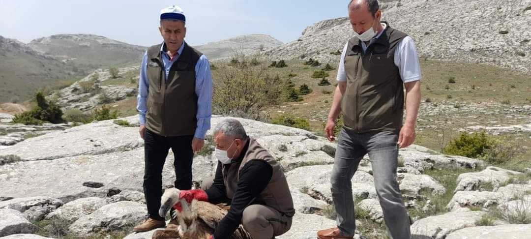 Açlıktan uçamaz hale gelmişti: Nesli tükenme tehlikesi altında olan Mısır akbabasının tedavisi tamamlandı - Resim: 1