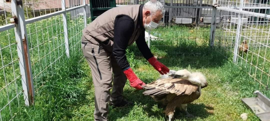 Açlıktan uçamaz hale gelmişti: Nesli tükenme tehlikesi altında olan Mısır akbabasının tedavisi tamamlandı - Resim: 3