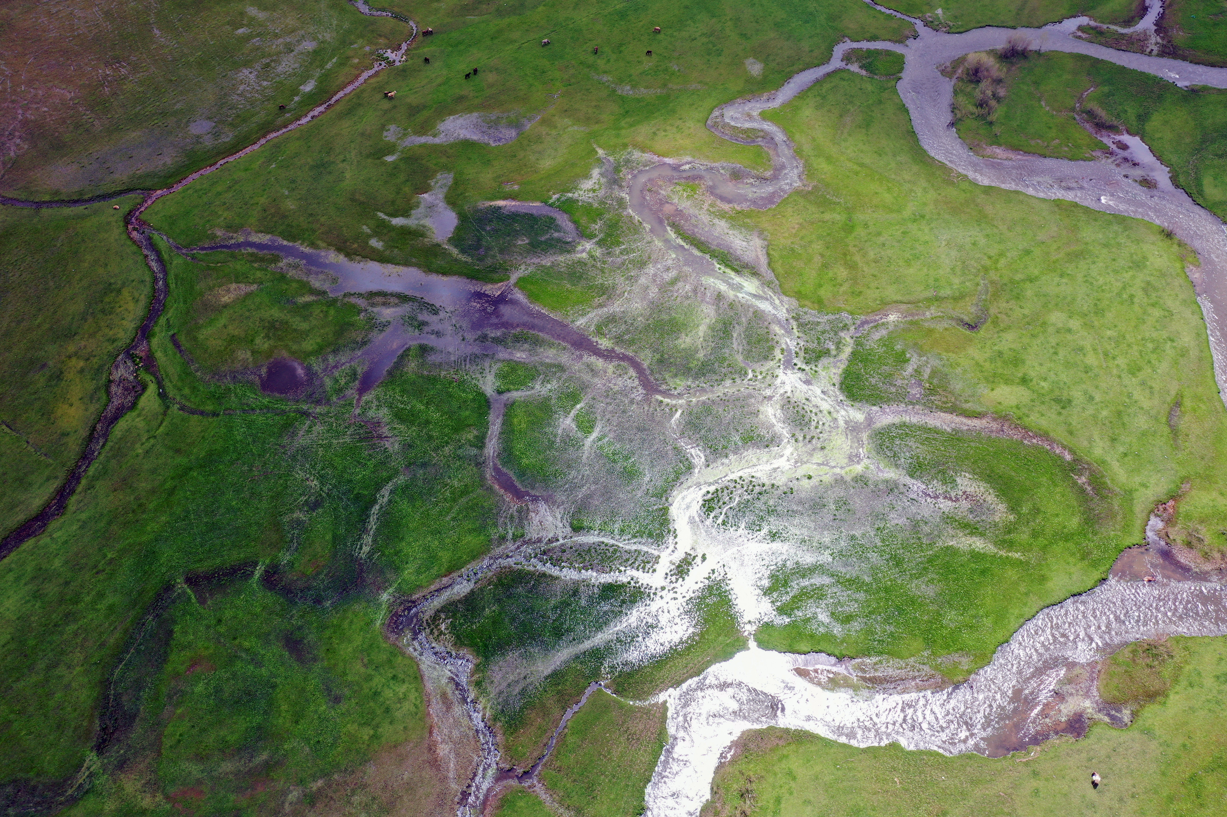 Iğdır’da ilkbahar renklerinin görsel şöleni görenleri büyüledi - Resim: 4