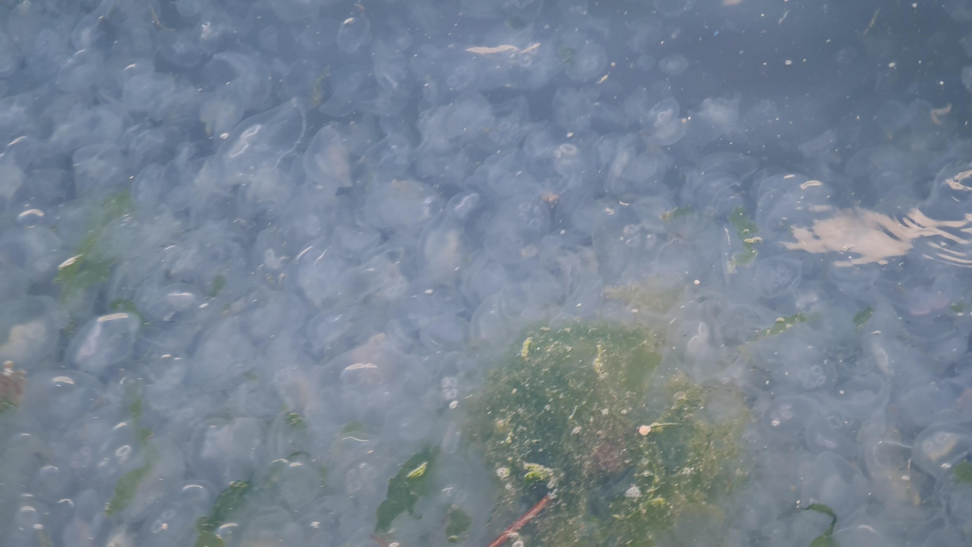 Tütünçiftlik sahili denizanalarının istilasına uğradı - Resim: 8