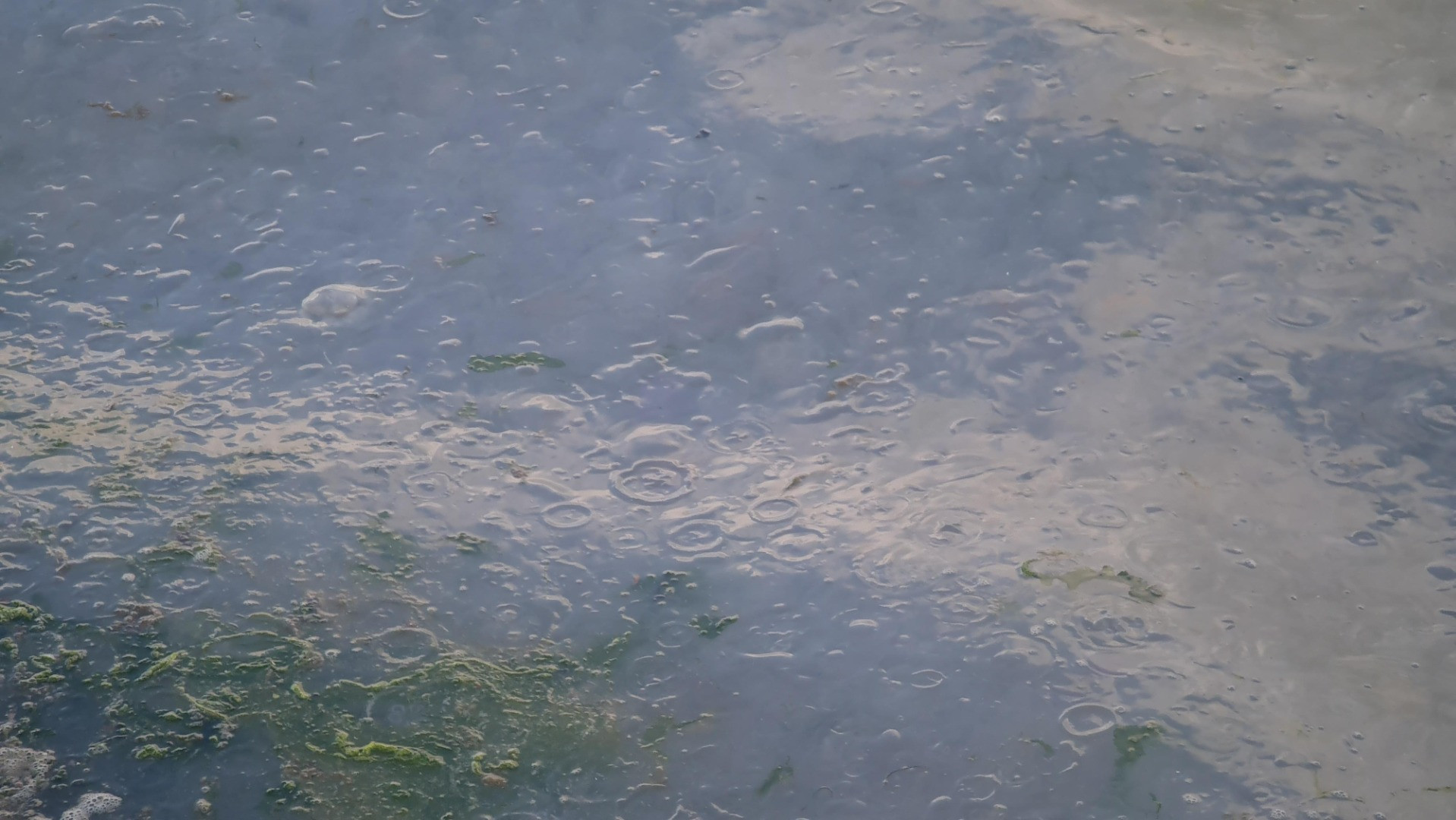 Tütünçiftlik sahili denizanalarının istilasına uğradı - Resim: 11