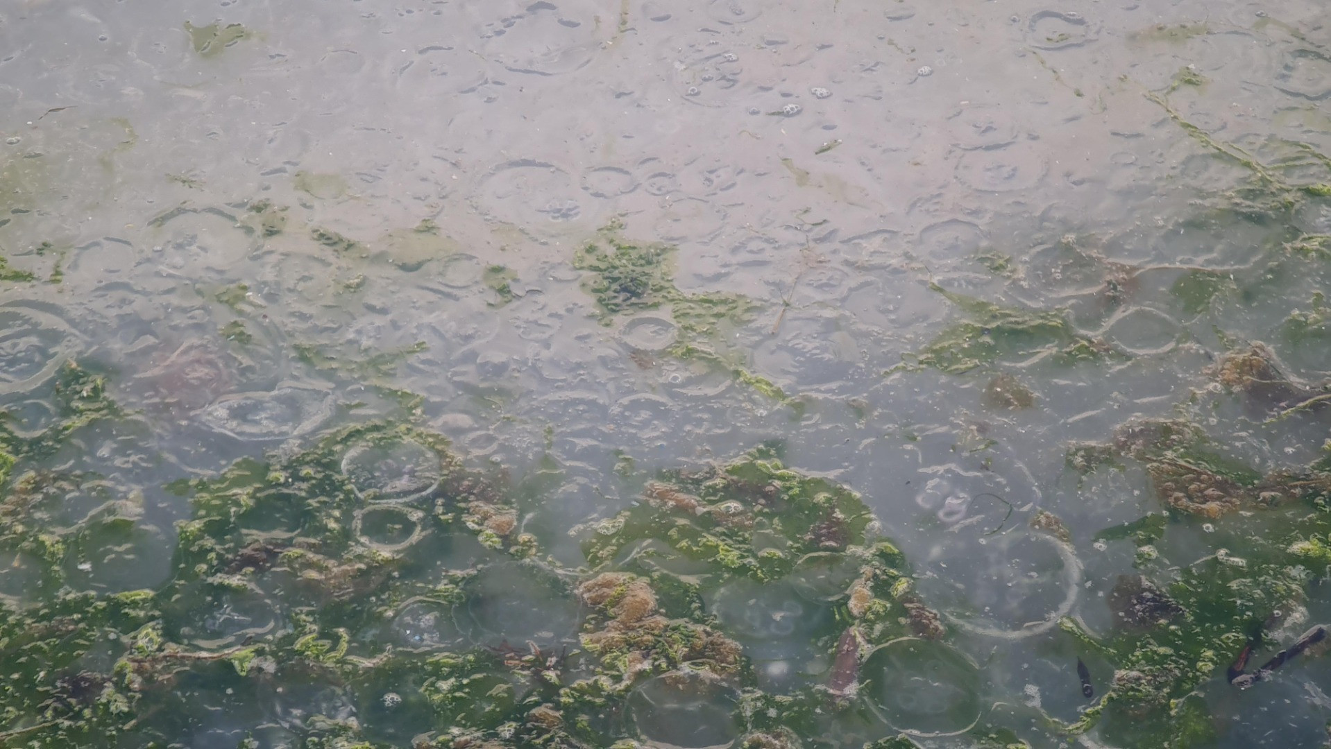 Tütünçiftlik sahili denizanalarının istilasına uğradı - Resim: 13