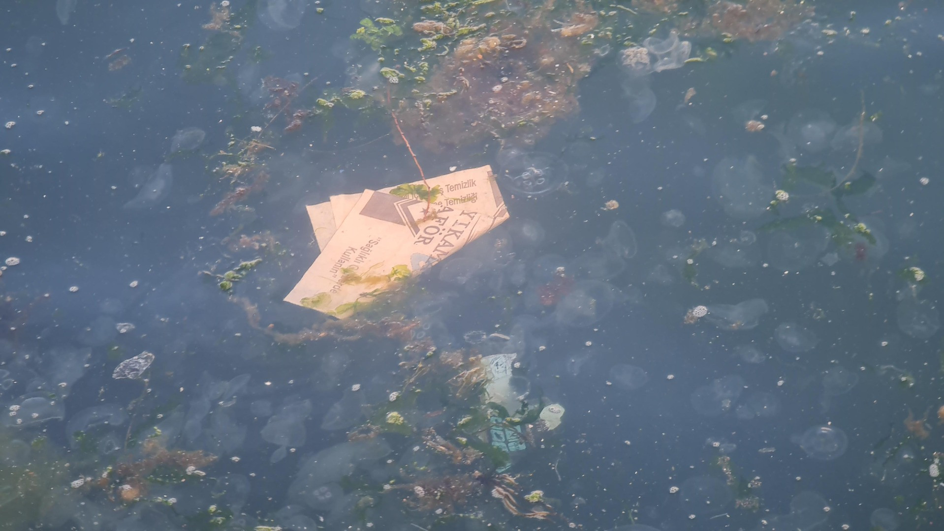 Tütünçiftlik sahili denizanalarının istilasına uğradı - Resim: 4