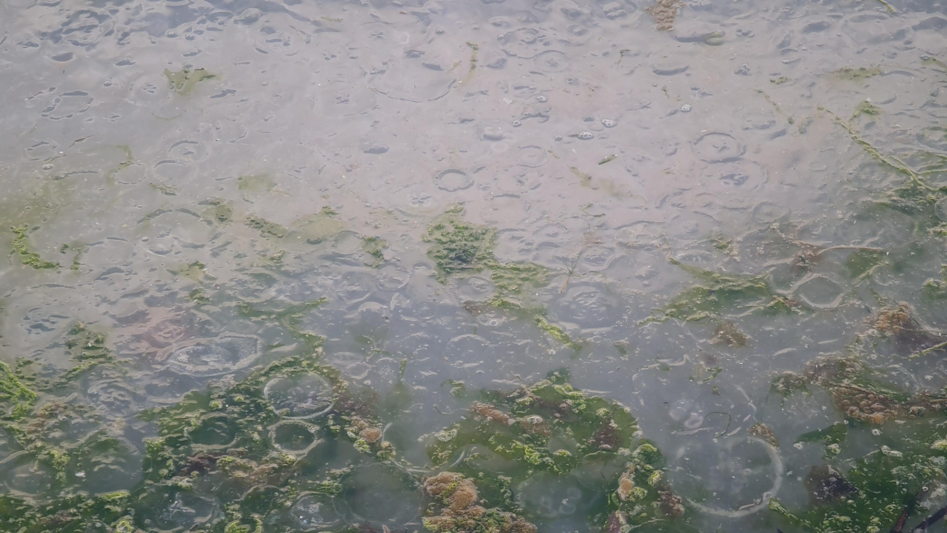 Tütünçiftlik sahili denizanalarının istilasına uğradı - Resim: 7