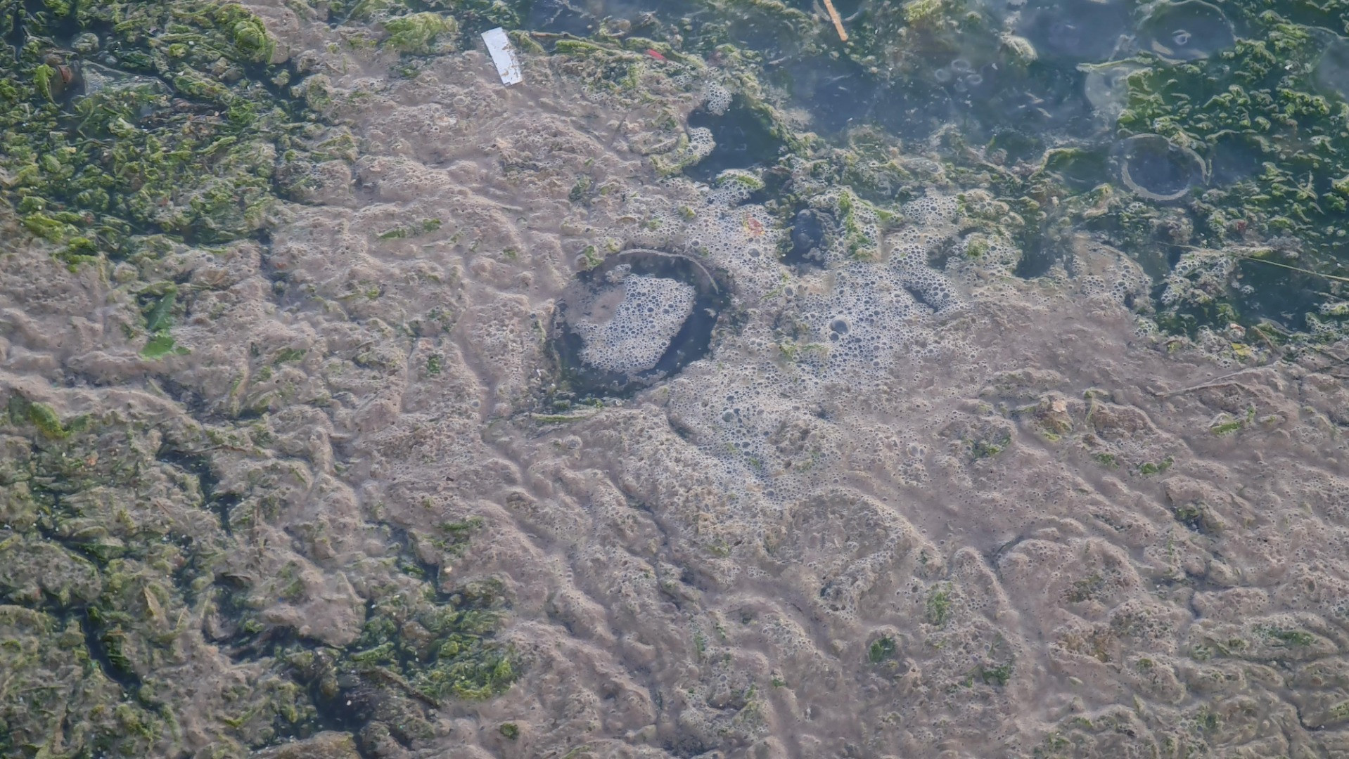 Tütünçiftlik sahili denizanalarının istilasına uğradı - Resim: 12