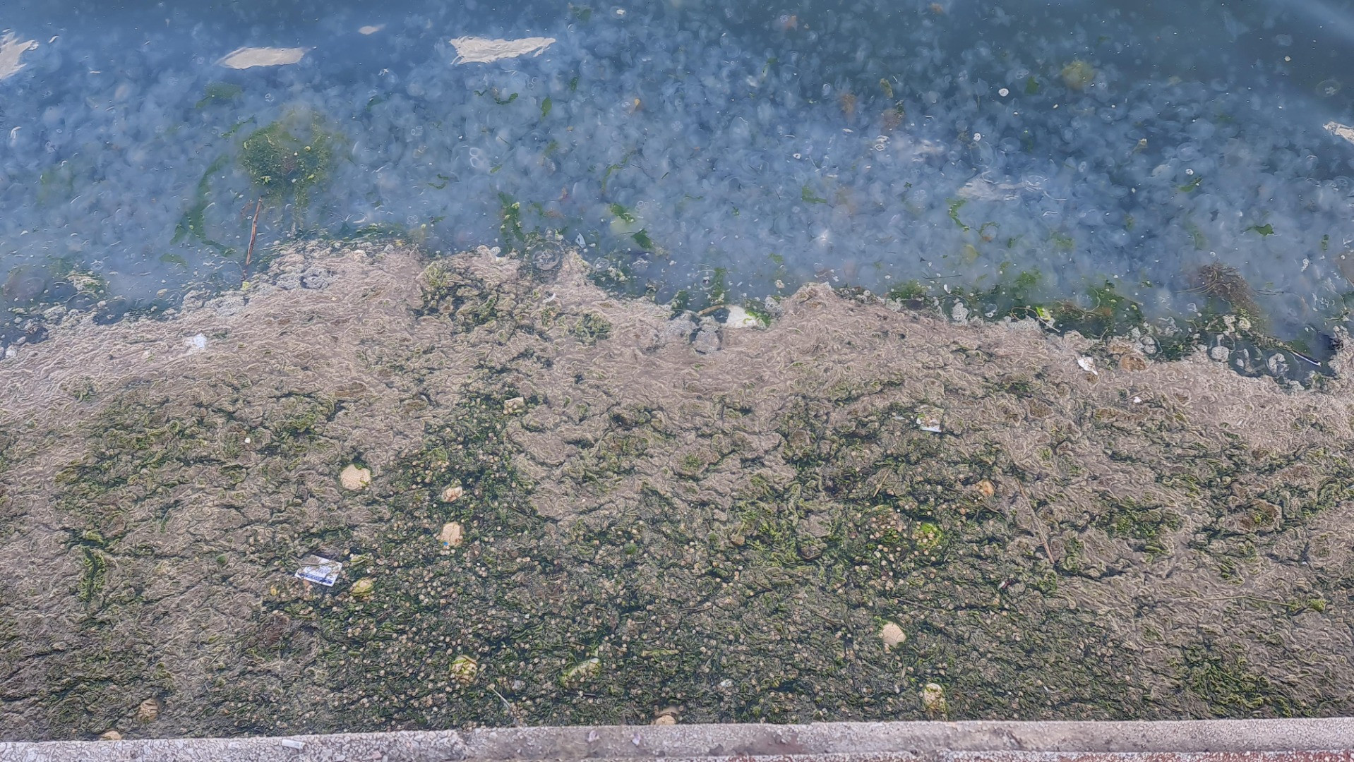 Tütünçiftlik sahili denizanalarının istilasına uğradı - Resim: 10