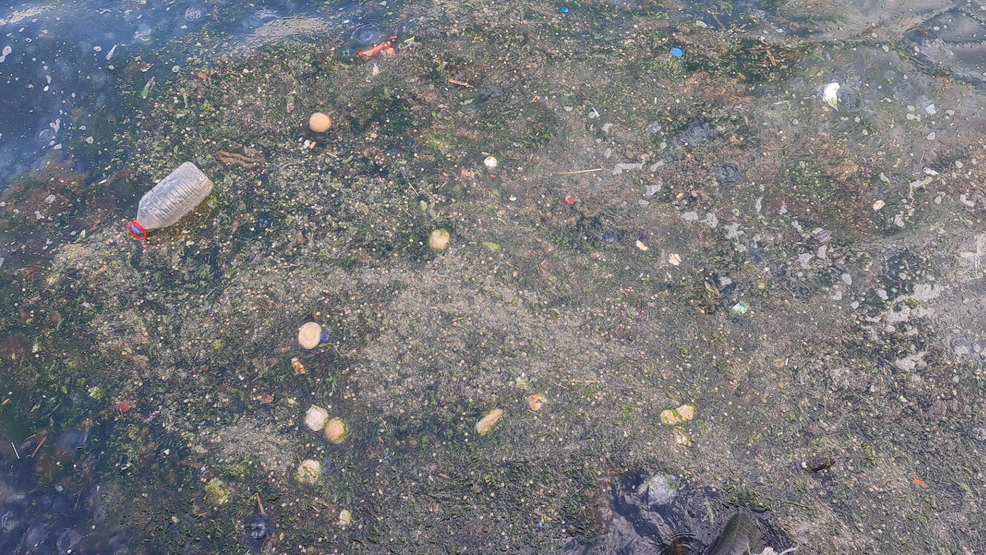 Tütünçiftlik sahili denizanalarının istilasına uğradı - Resim: 15