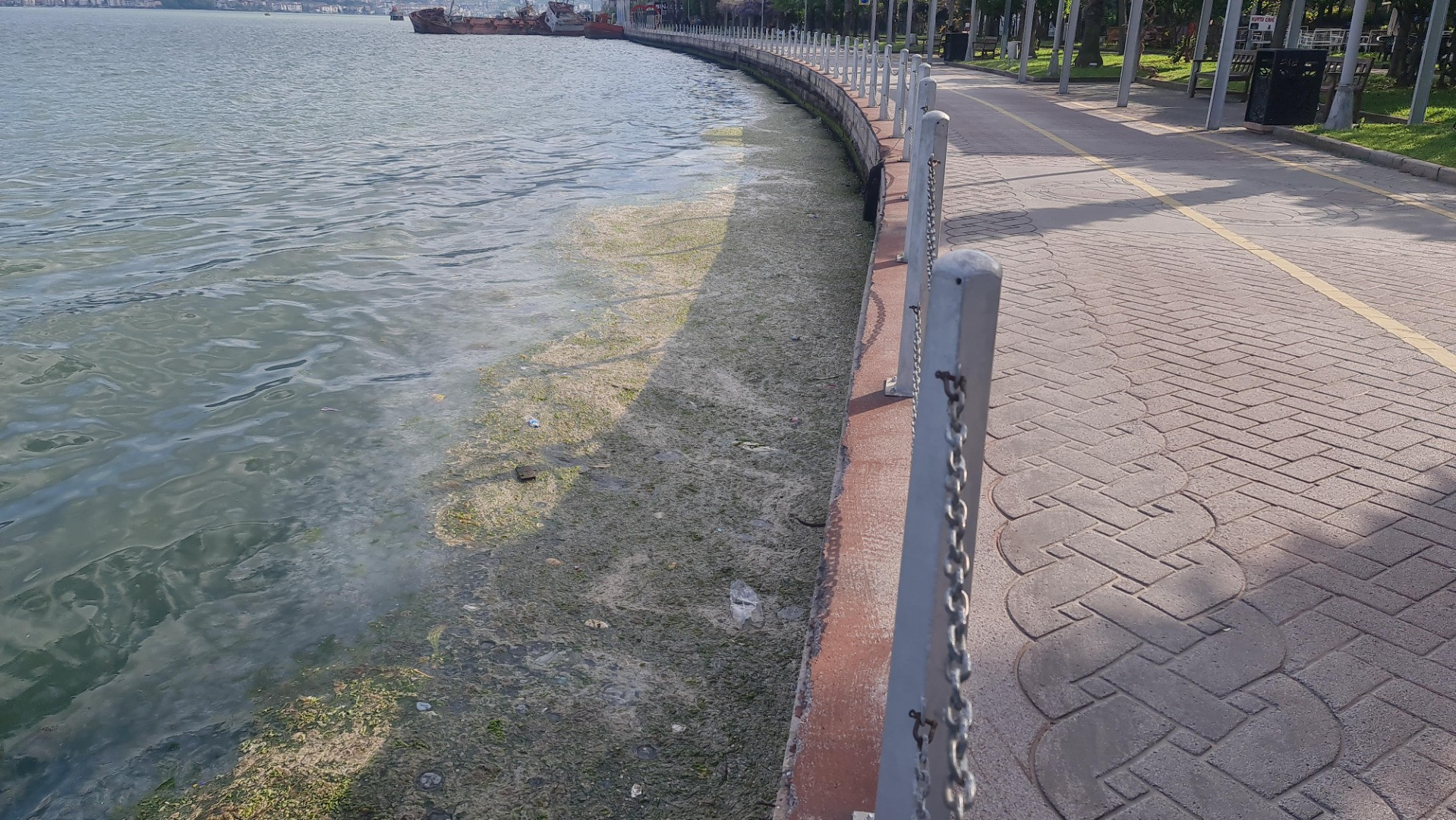 Tütünçiftlik sahili denizanalarının istilasına uğradı - Resim: 3