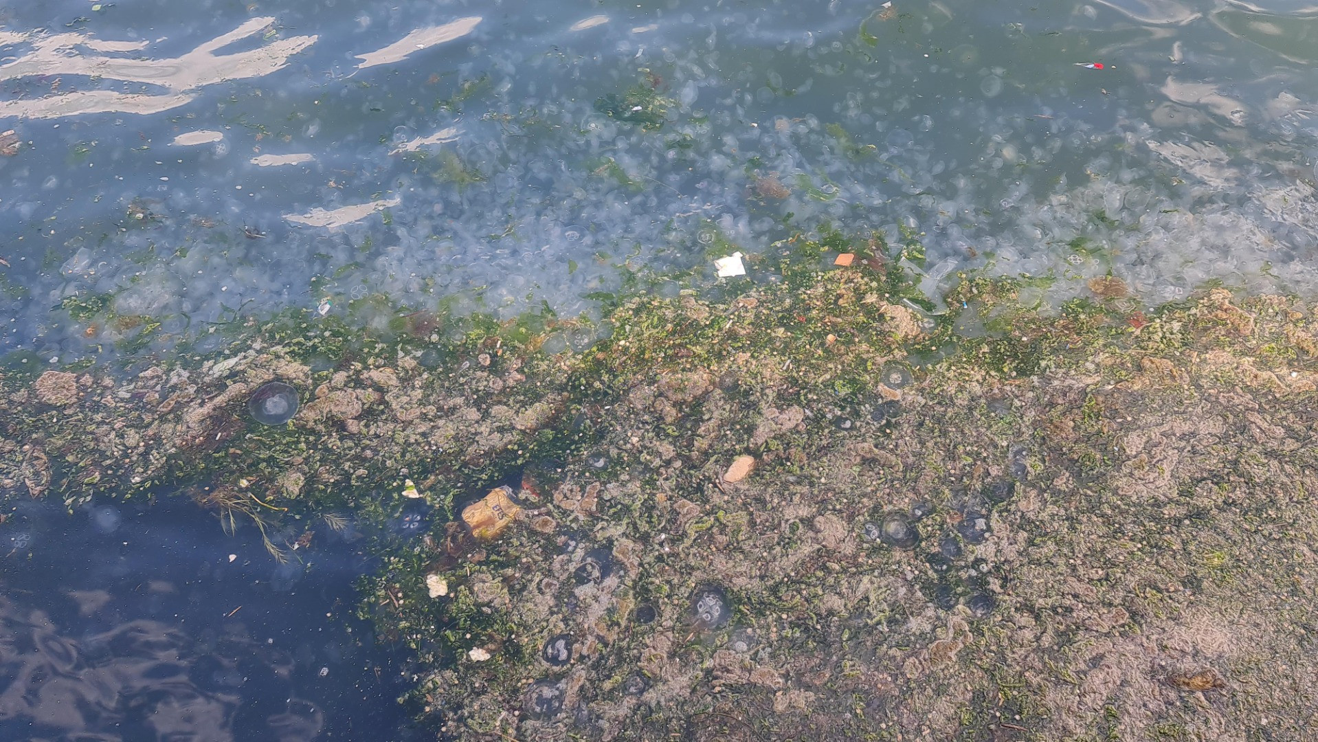 Tütünçiftlik sahili denizanalarının istilasına uğradı - Resim: 6