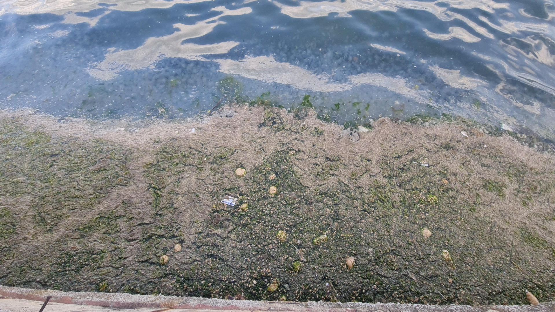 Tütünçiftlik sahili denizanalarının istilasına uğradı - Resim: 5