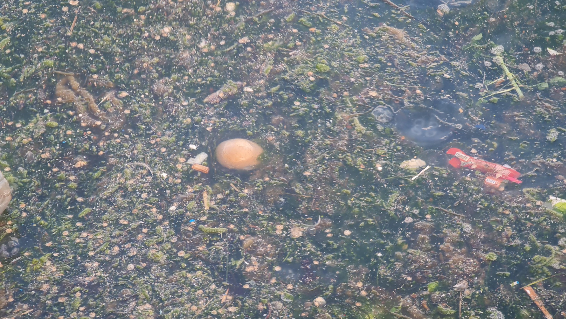 Tütünçiftlik sahili denizanalarının istilasına uğradı - Resim: 2