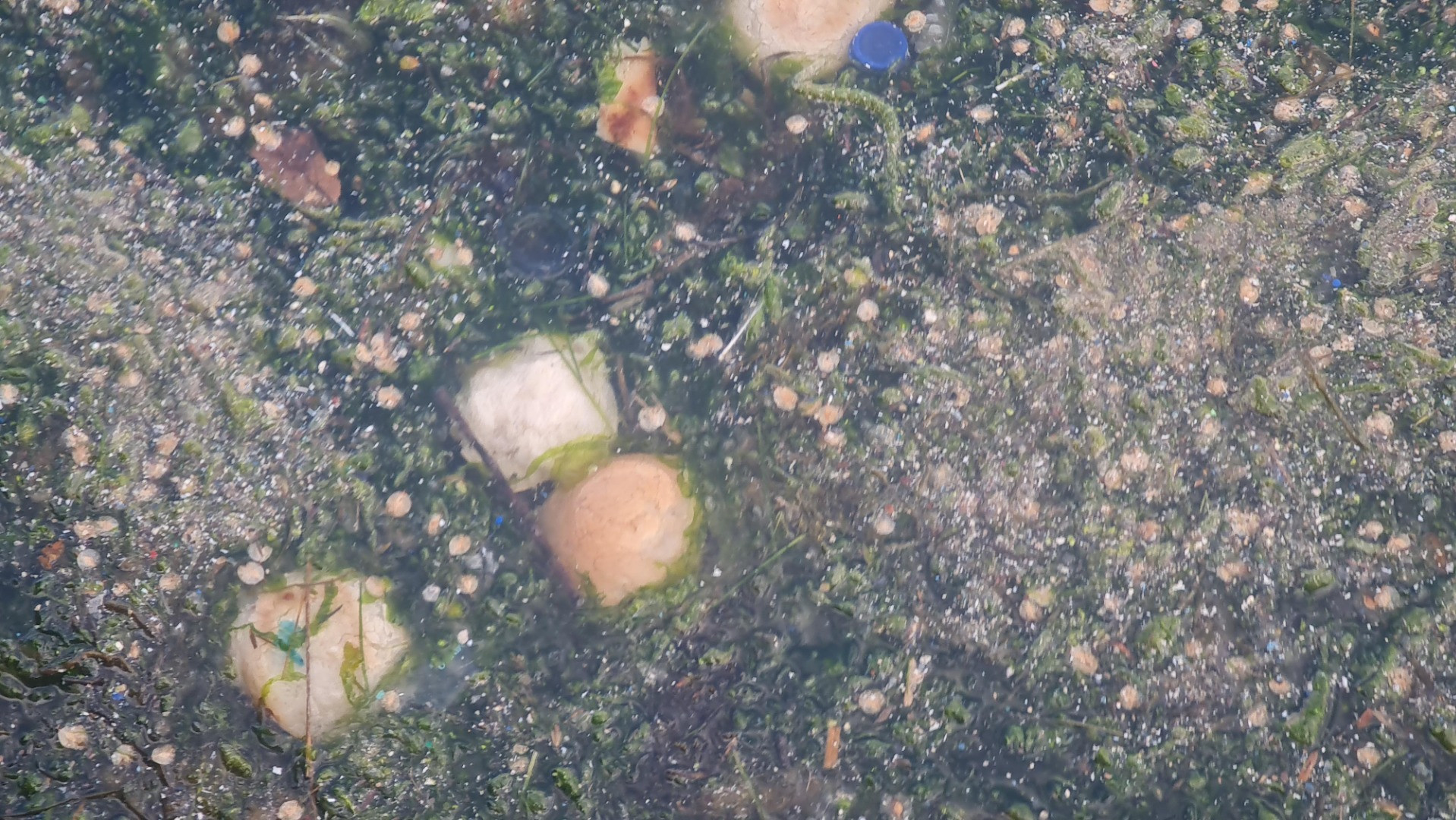 Tütünçiftlik sahili denizanalarının istilasına uğradı - Resim: 1