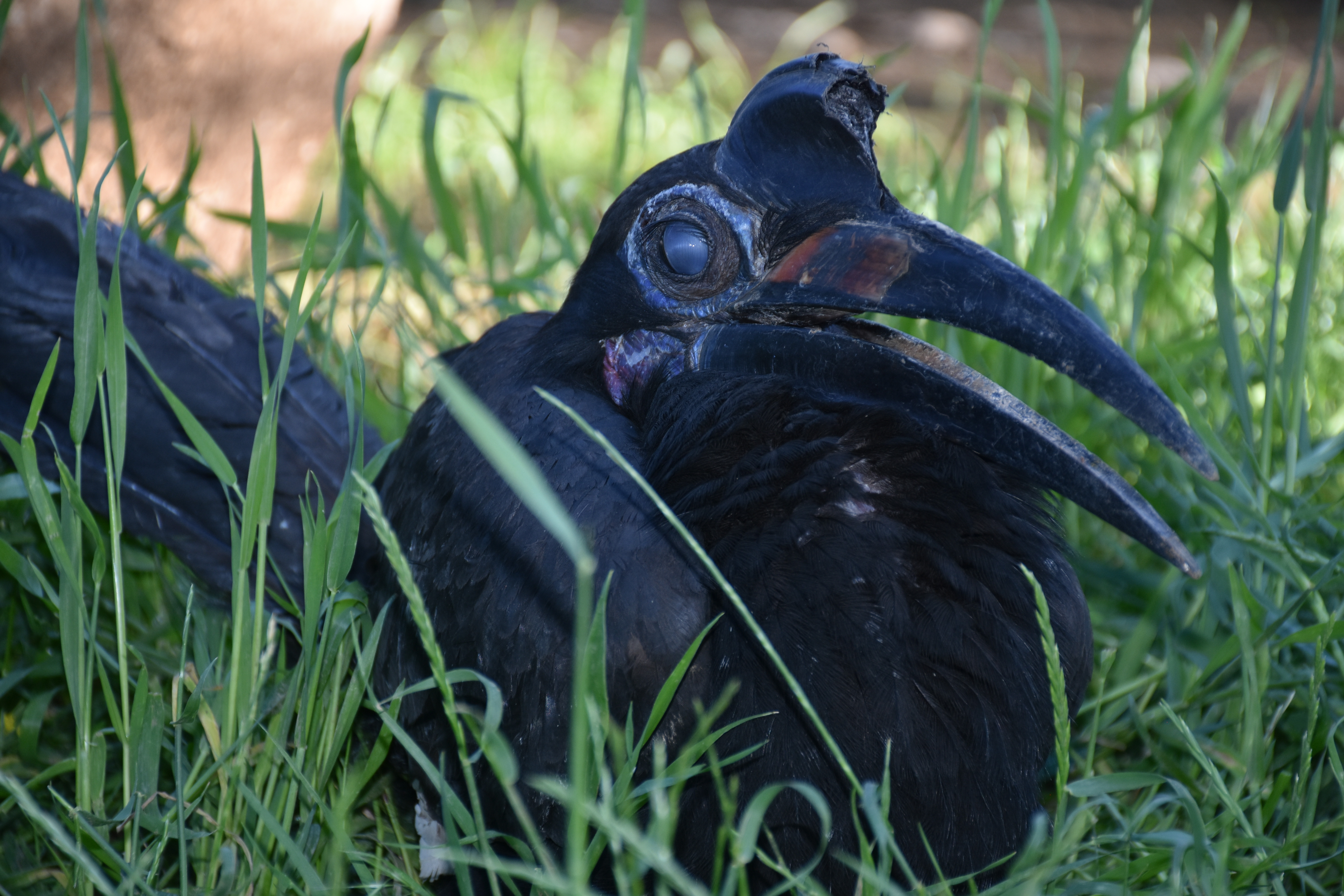 Bu bir güler misin ağlar mısın haberidir: Yurda kaçak sokulmaya çalışılan bülbüllerden 10 tanesi Arap çıktı - Resim: 5