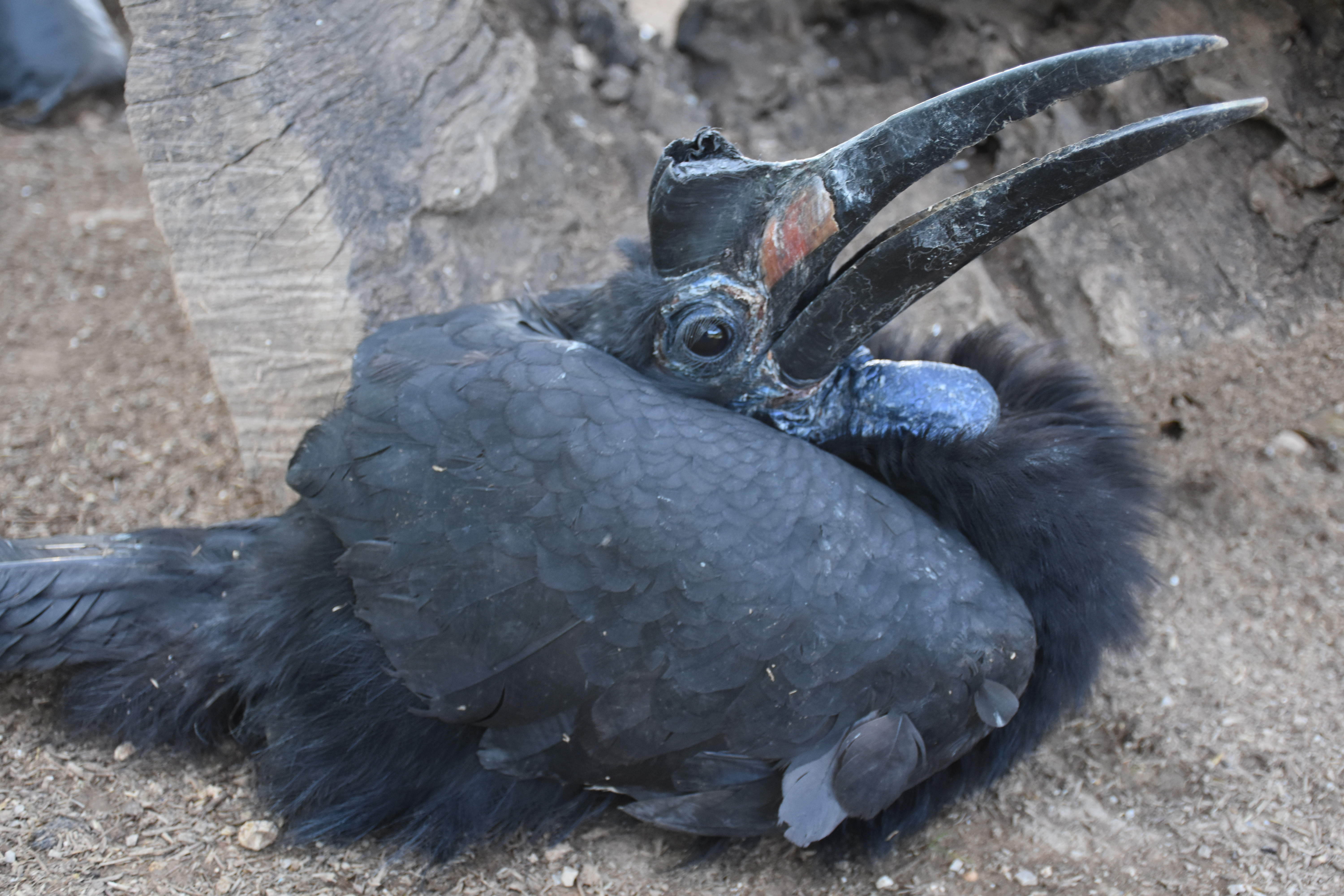 Bu bir güler misin ağlar mısın haberidir: Yurda kaçak sokulmaya çalışılan bülbüllerden 10 tanesi Arap çıktı - Resim: 2