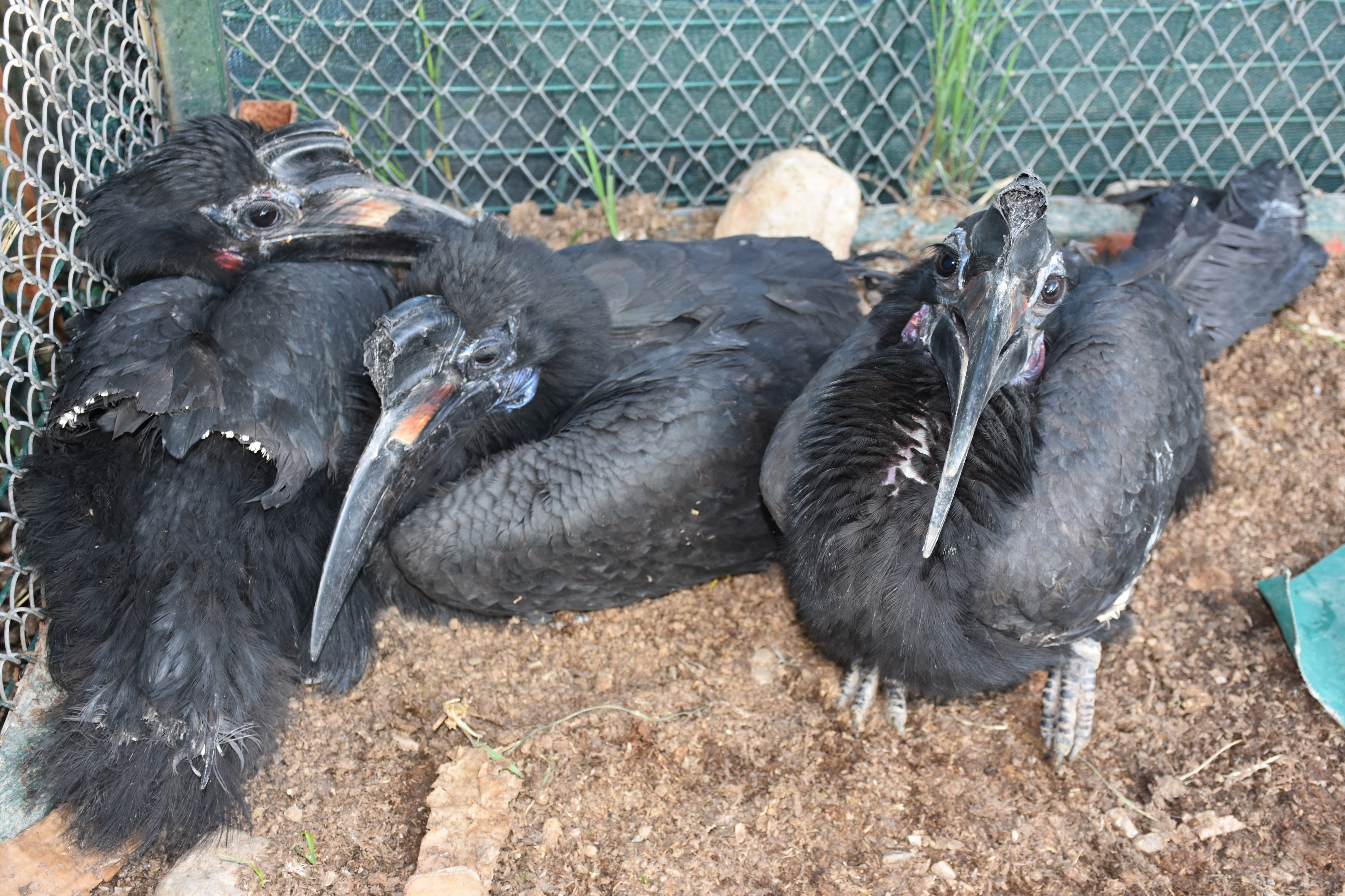 Bu bir güler misin ağlar mısın haberidir: Yurda kaçak sokulmaya çalışılan bülbüllerden 10 tanesi Arap çıktı - Resim: 1