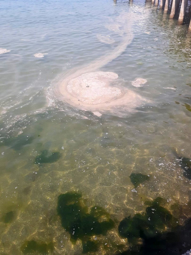 Büyükada'da müsilaj paniği - Resim: 2